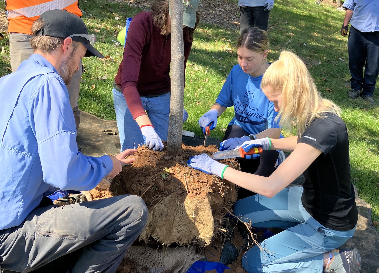 UK students and staff preparing rootball of tree for planting
