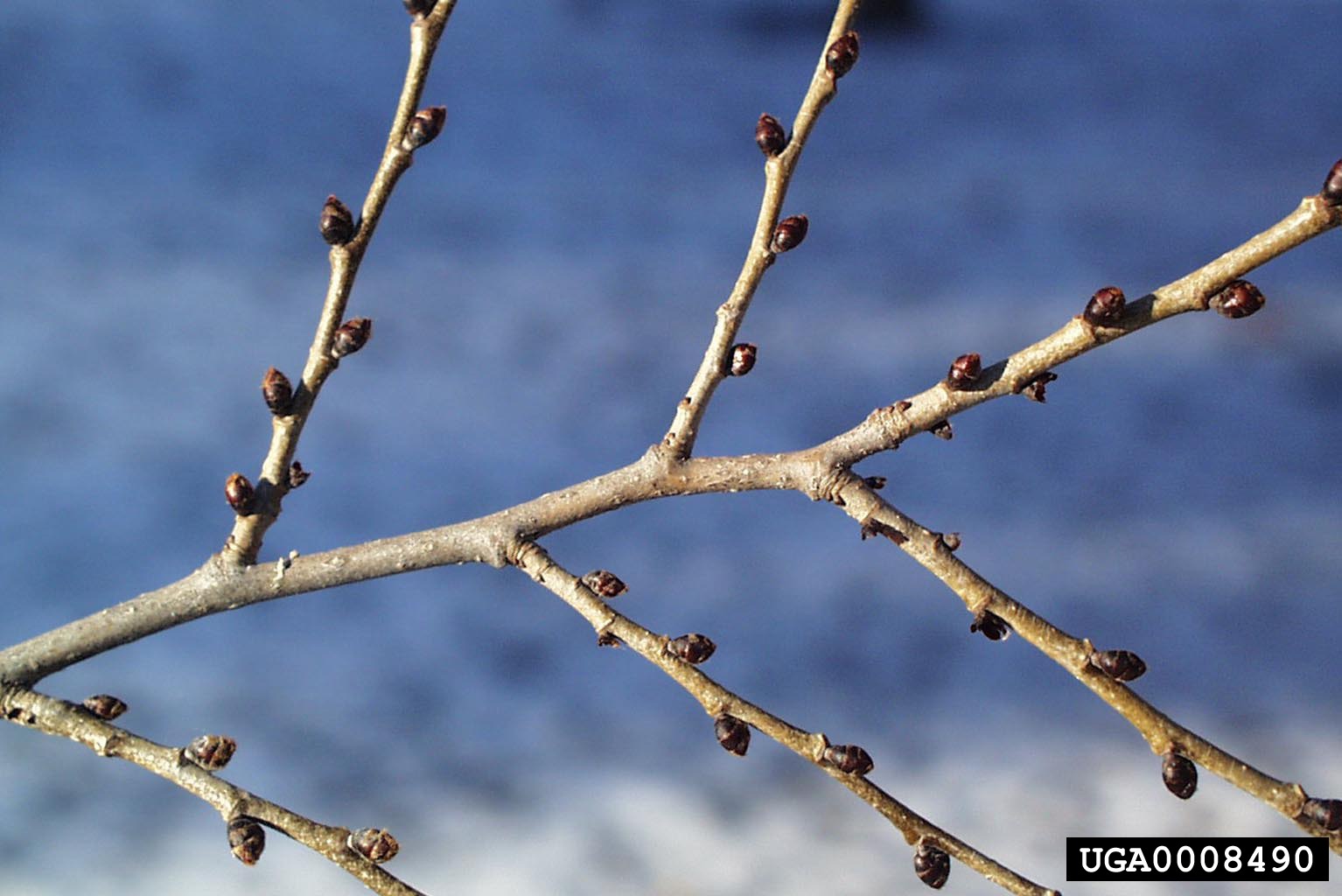 red buds of slippery elm