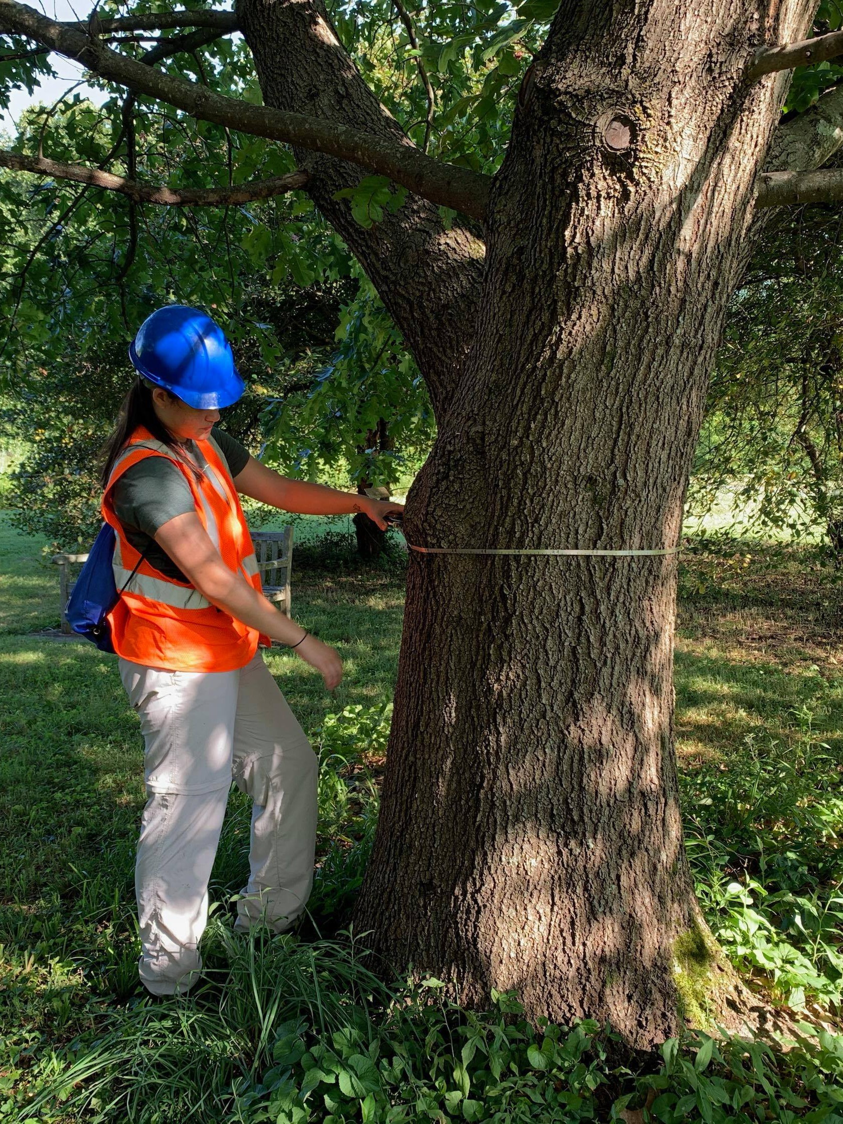 Person measuring tree trunk with measuring tape