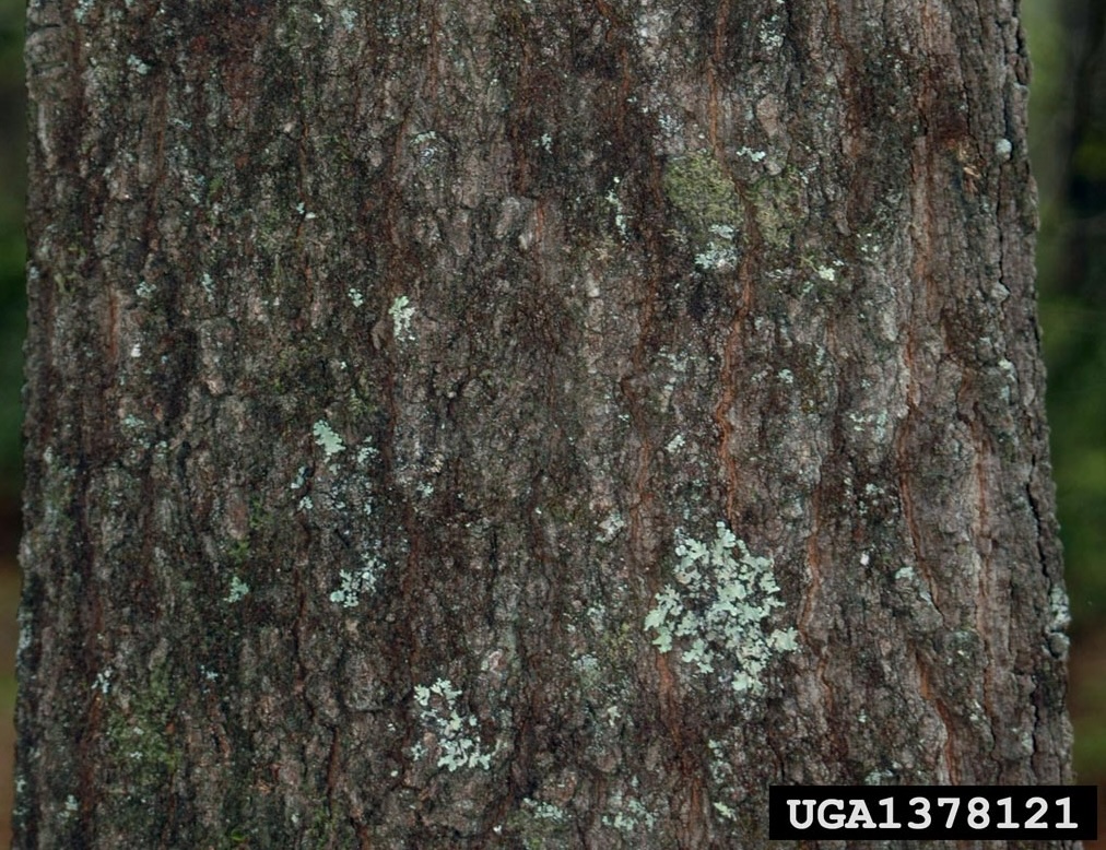 southern red oak bark