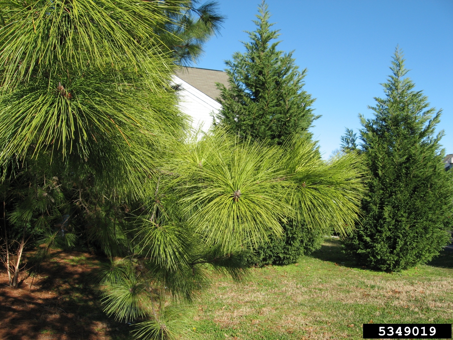 loblolly pine