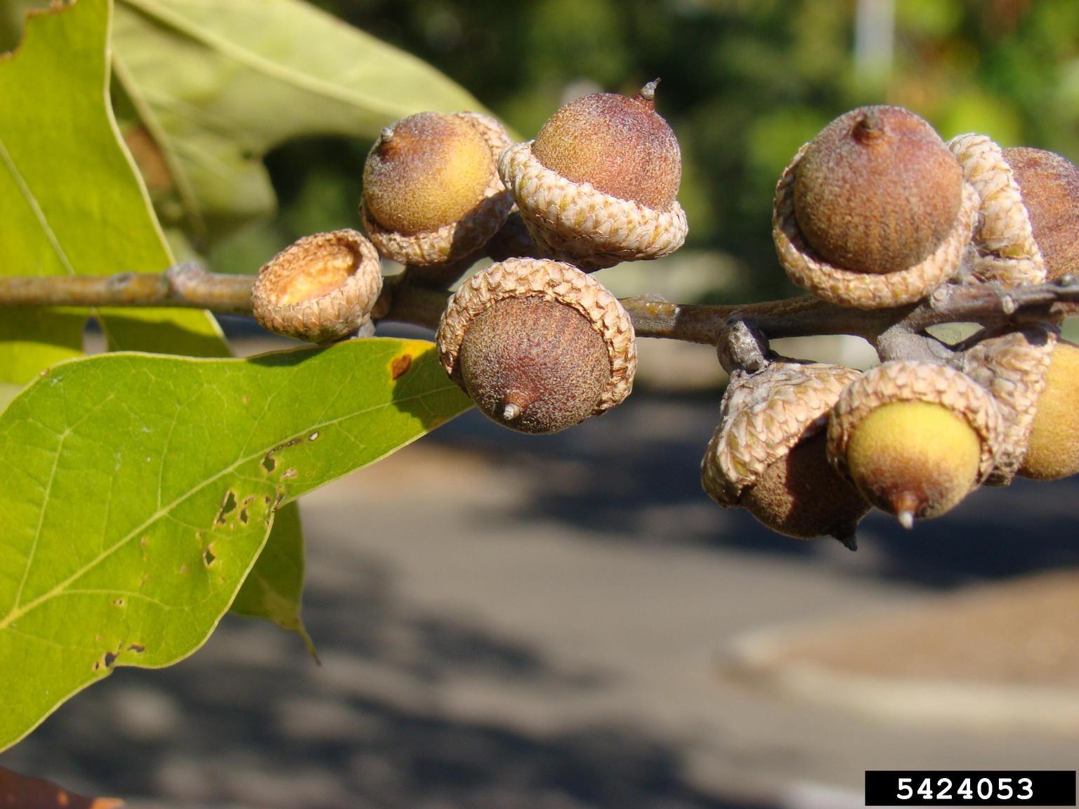 southern red oak acorns