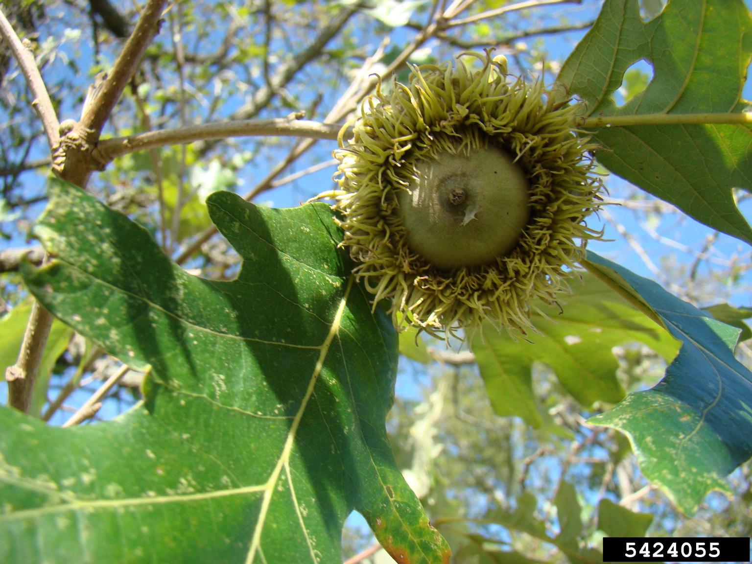 Bur Oak acorn
