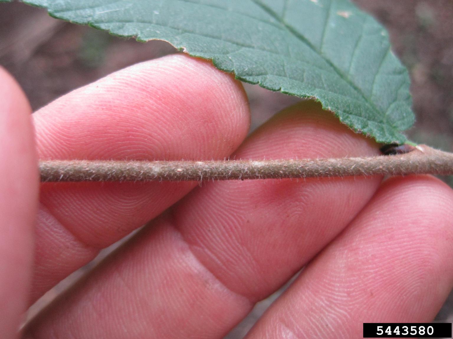 slippery elm twig