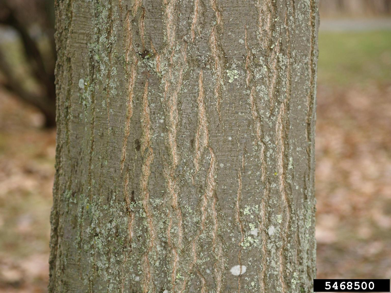 northern red oak bark