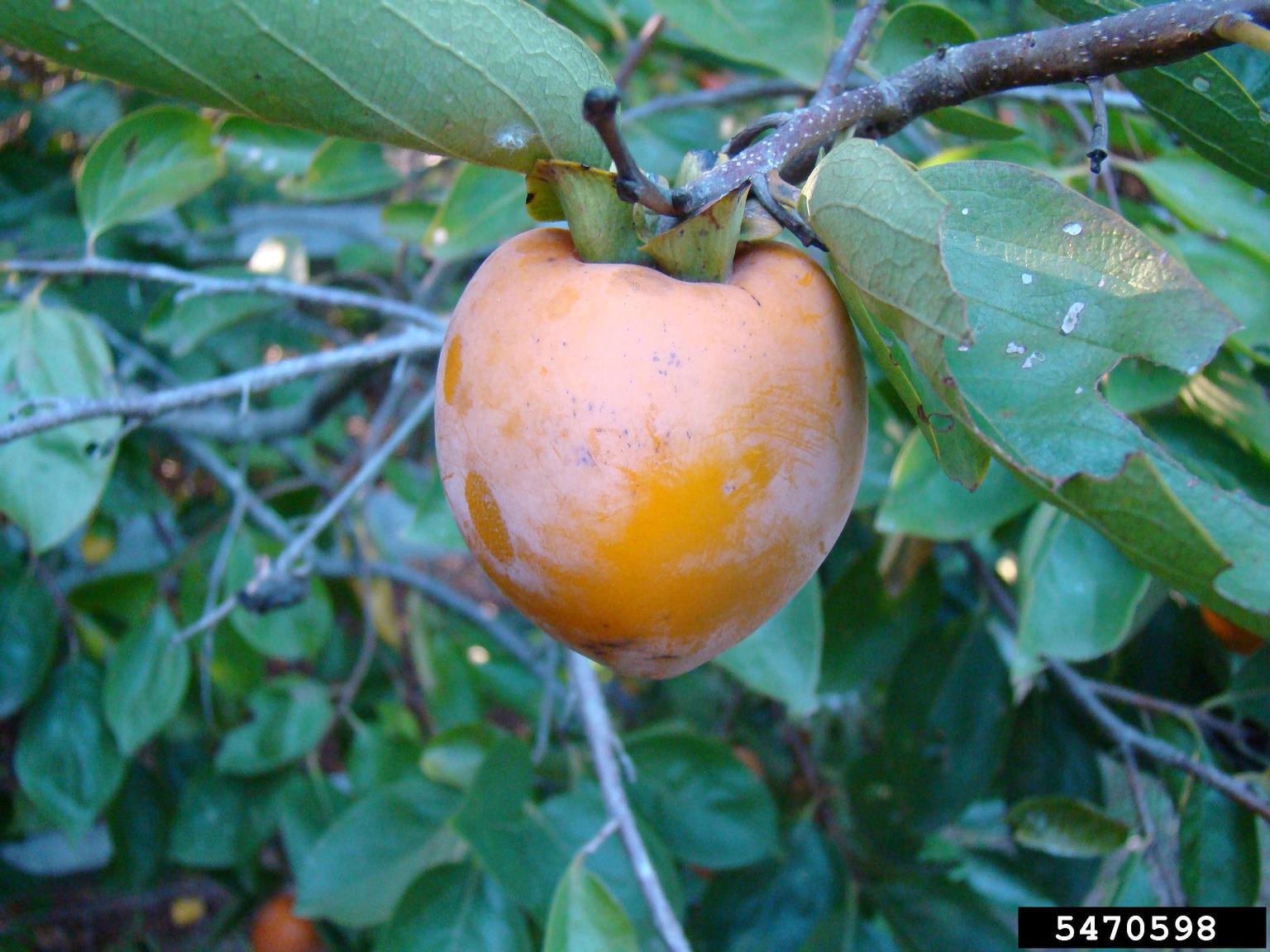 persimmon fruit