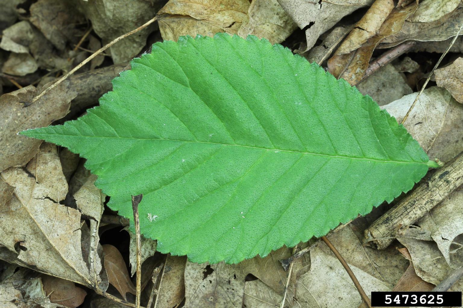 red slippery elm leaf