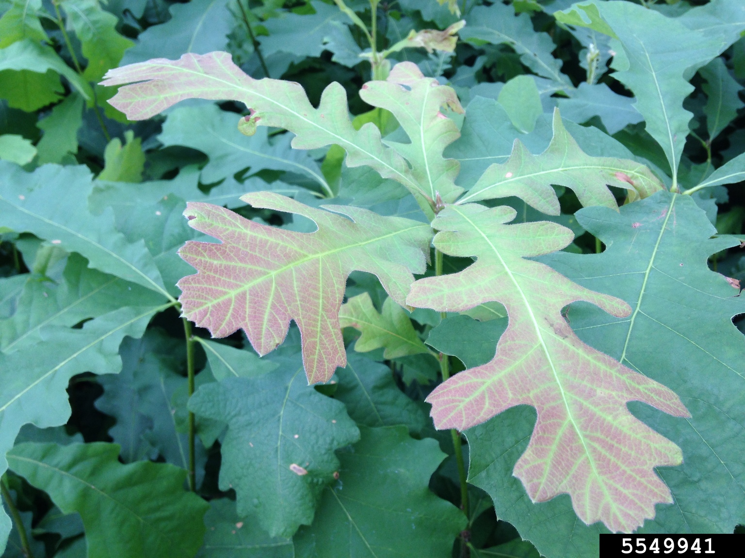 Bur oak leaves