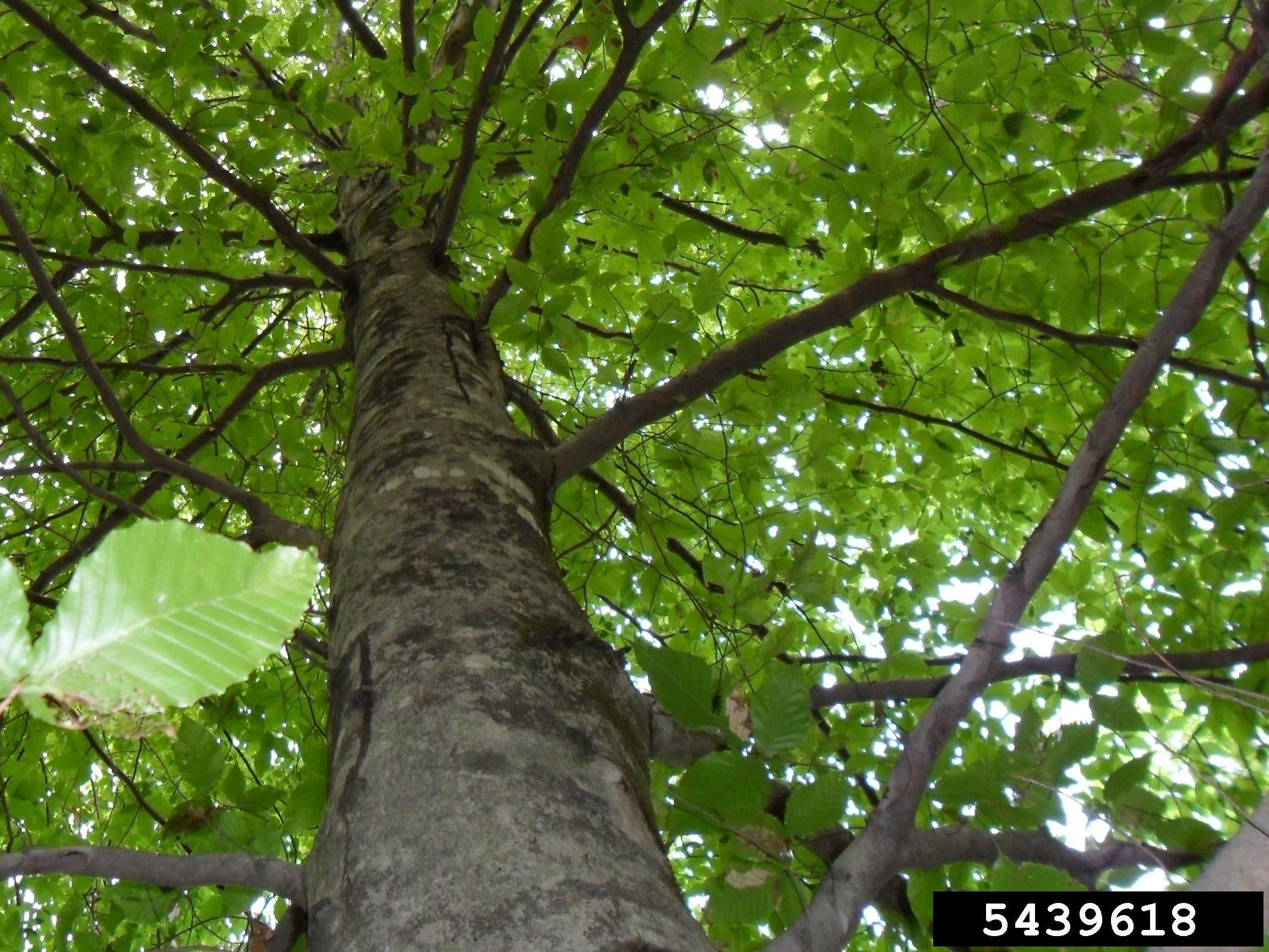 American beech tree
