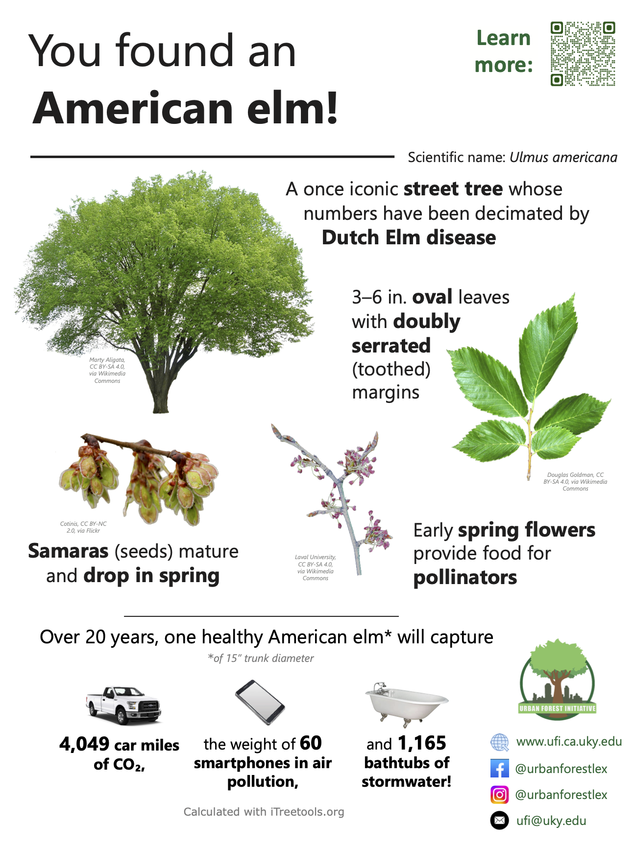 american elm sign