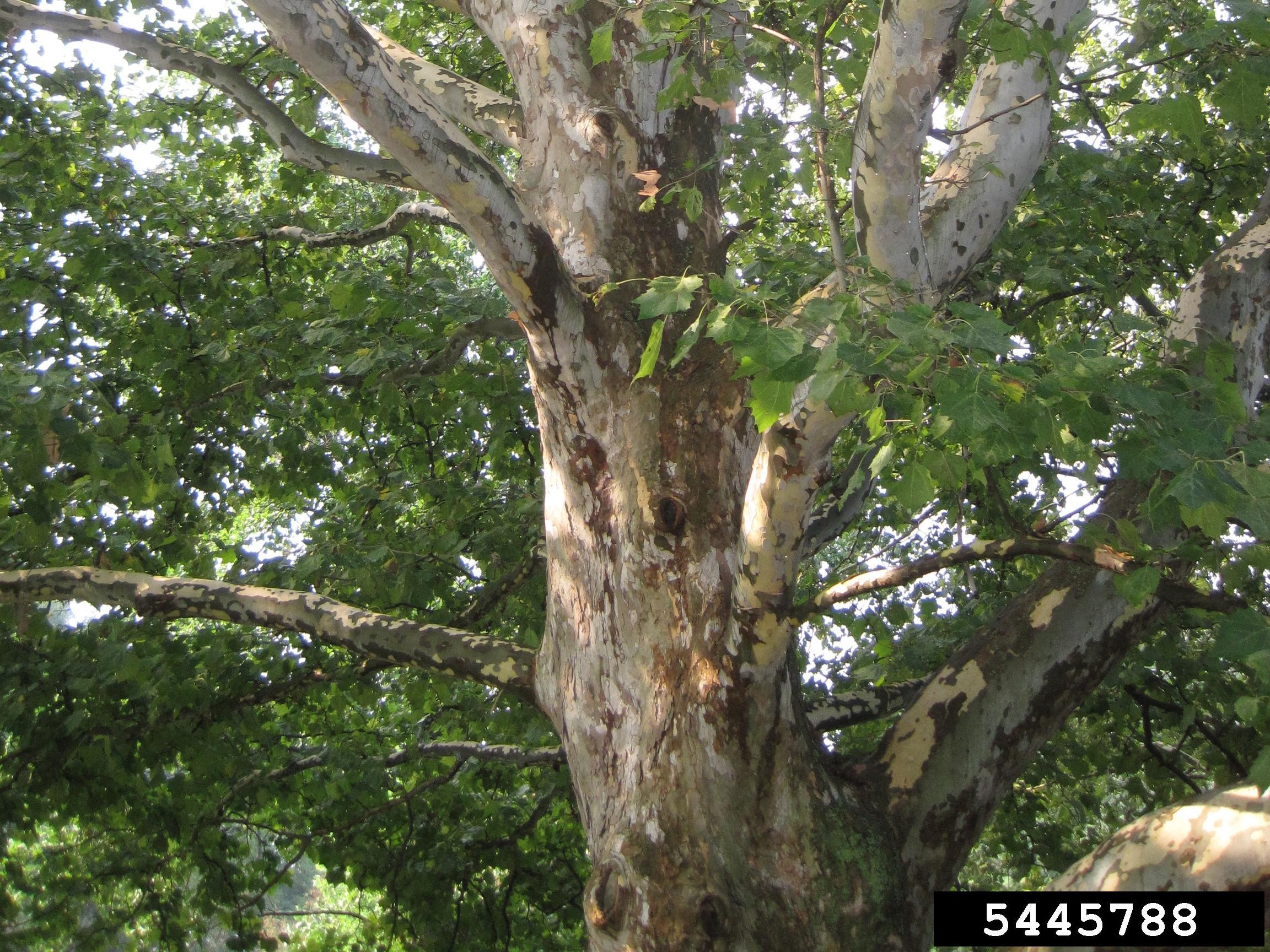 American sycamore tree