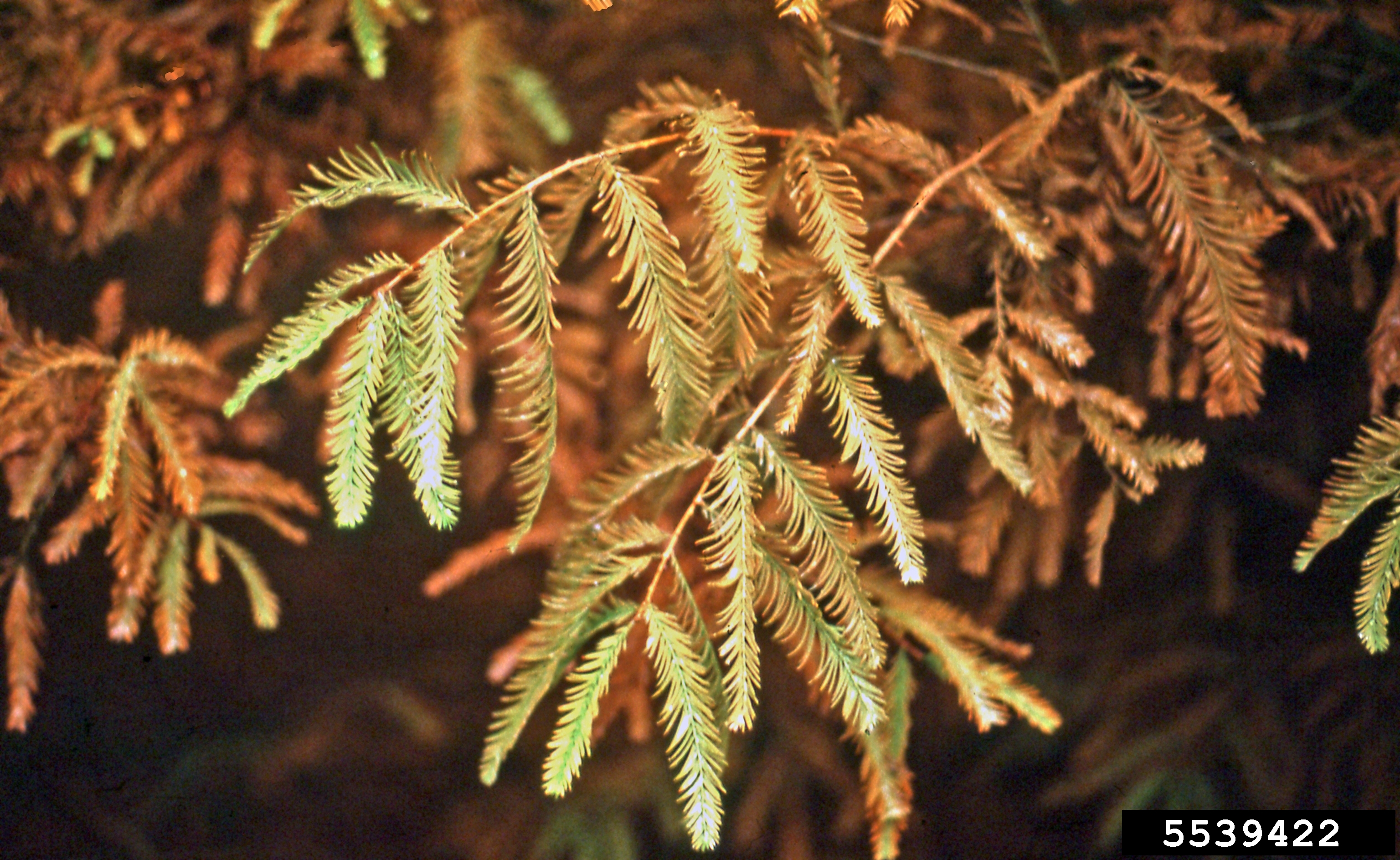 Bald cypress needles turning orange in the fall