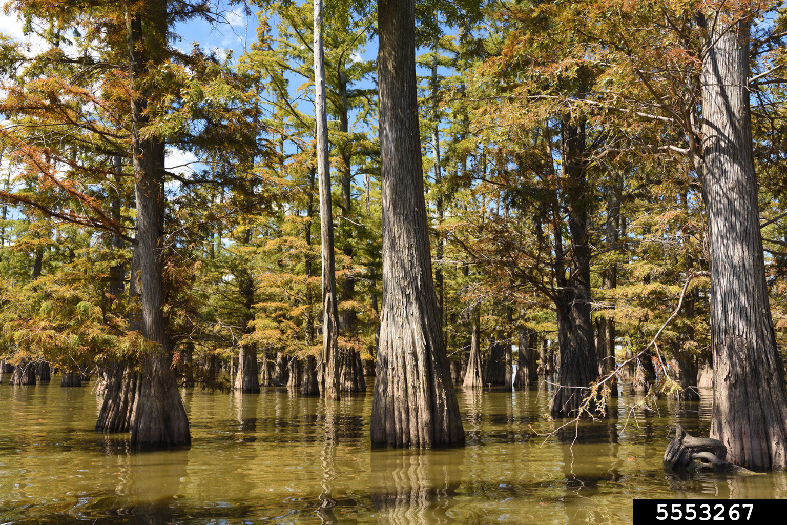 Bald cypress trees growing in a pond