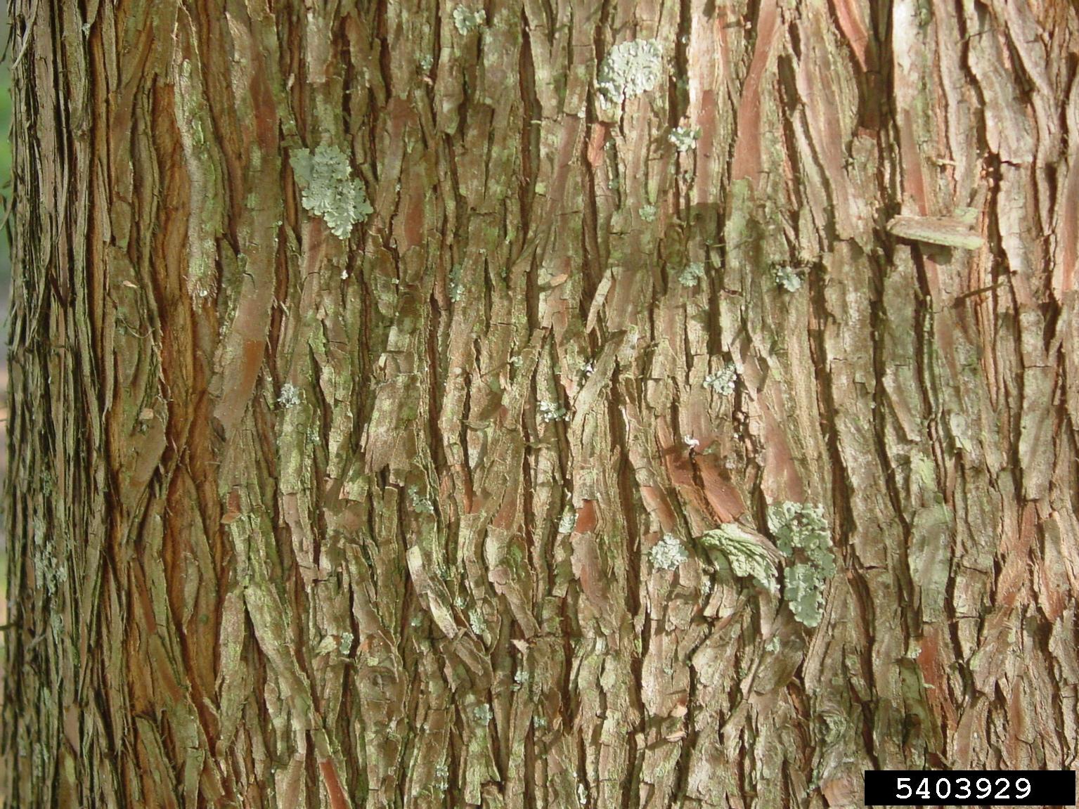 Bigleaf magnolia bark