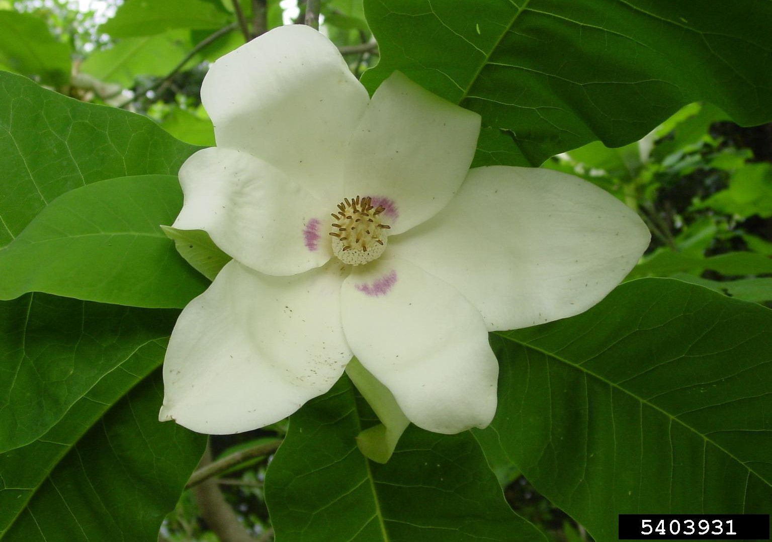 Bigleaf magnolia flower