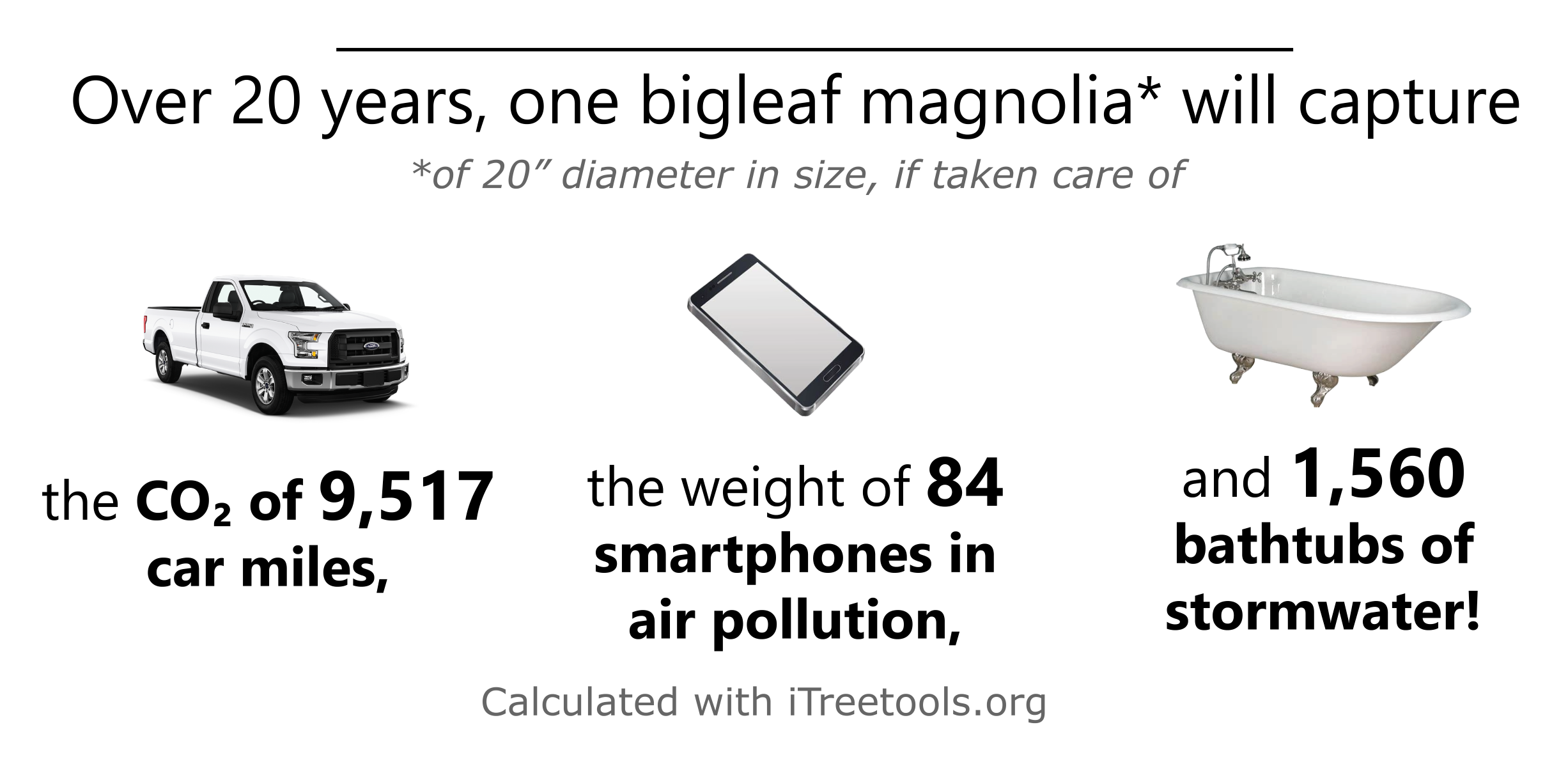 Bigleaf magnolia ecological benefits