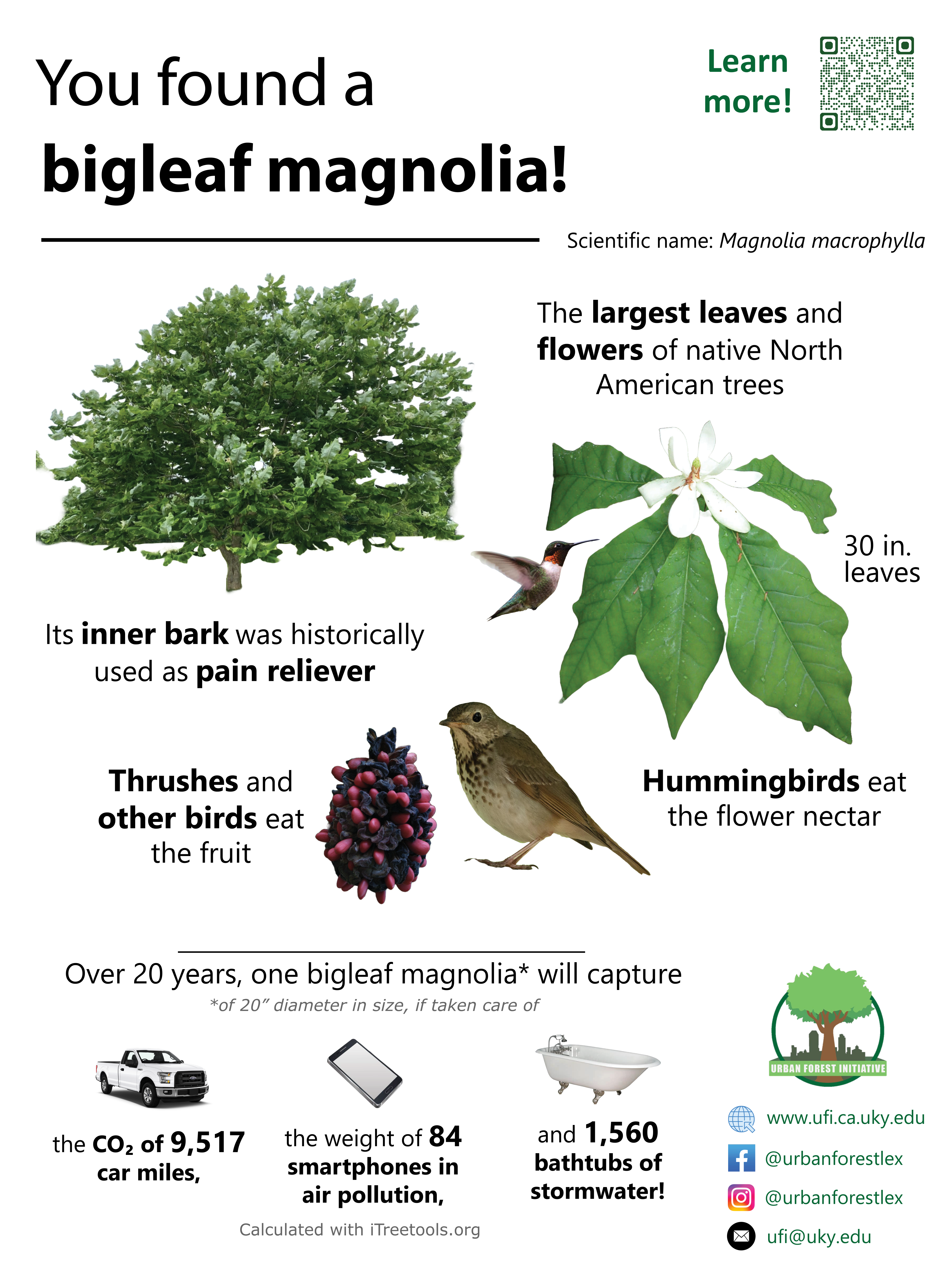 Bigleaf magnolia sign