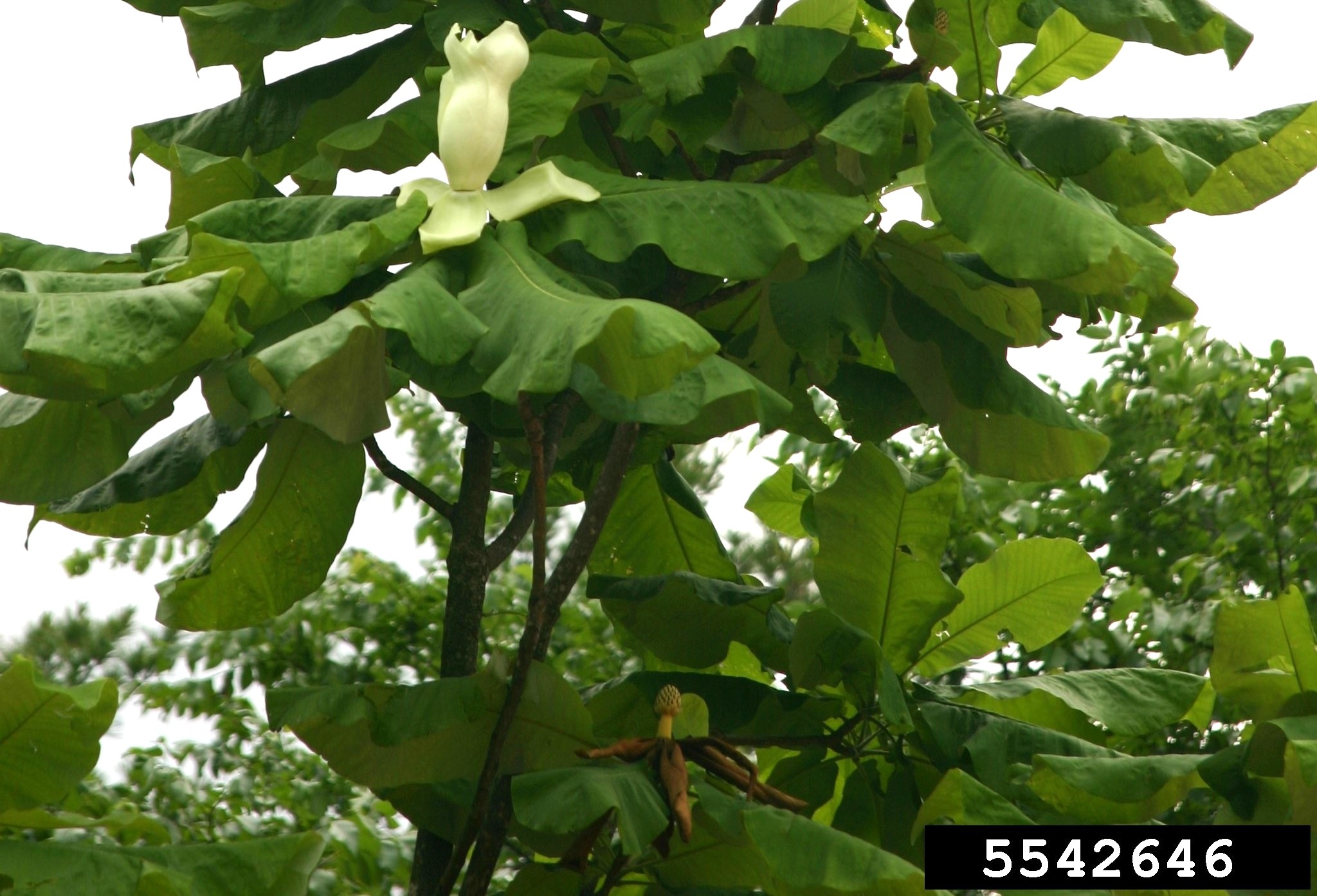Bigleaf magnolia foliage