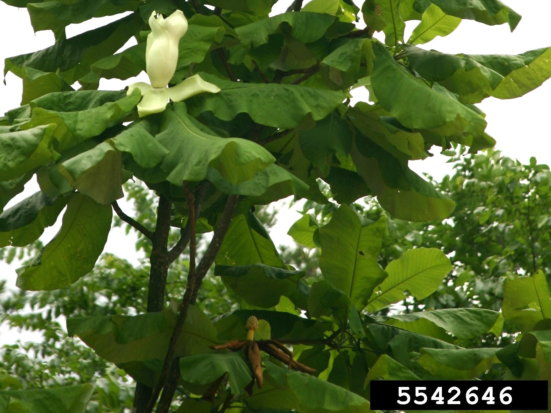 Bigleaf magnolia tree