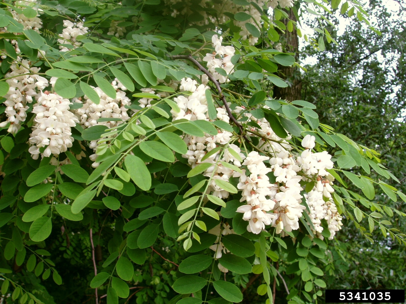 black locust flower