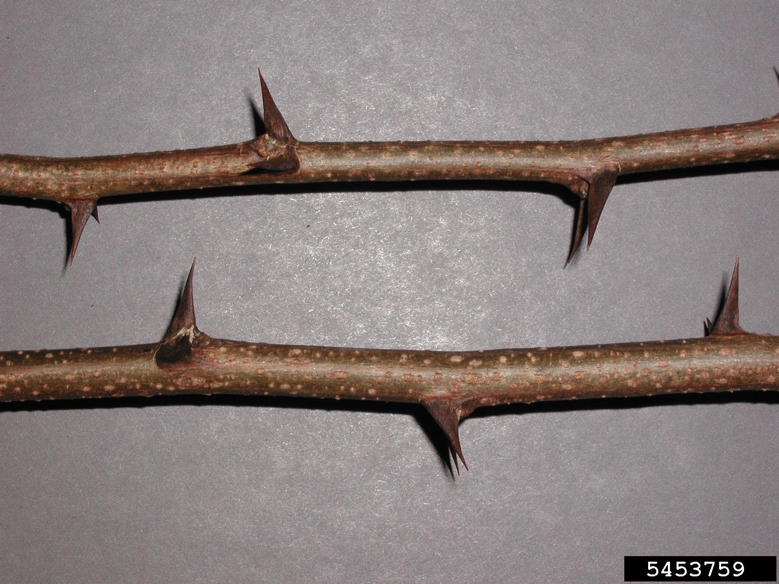 Black locust twigs