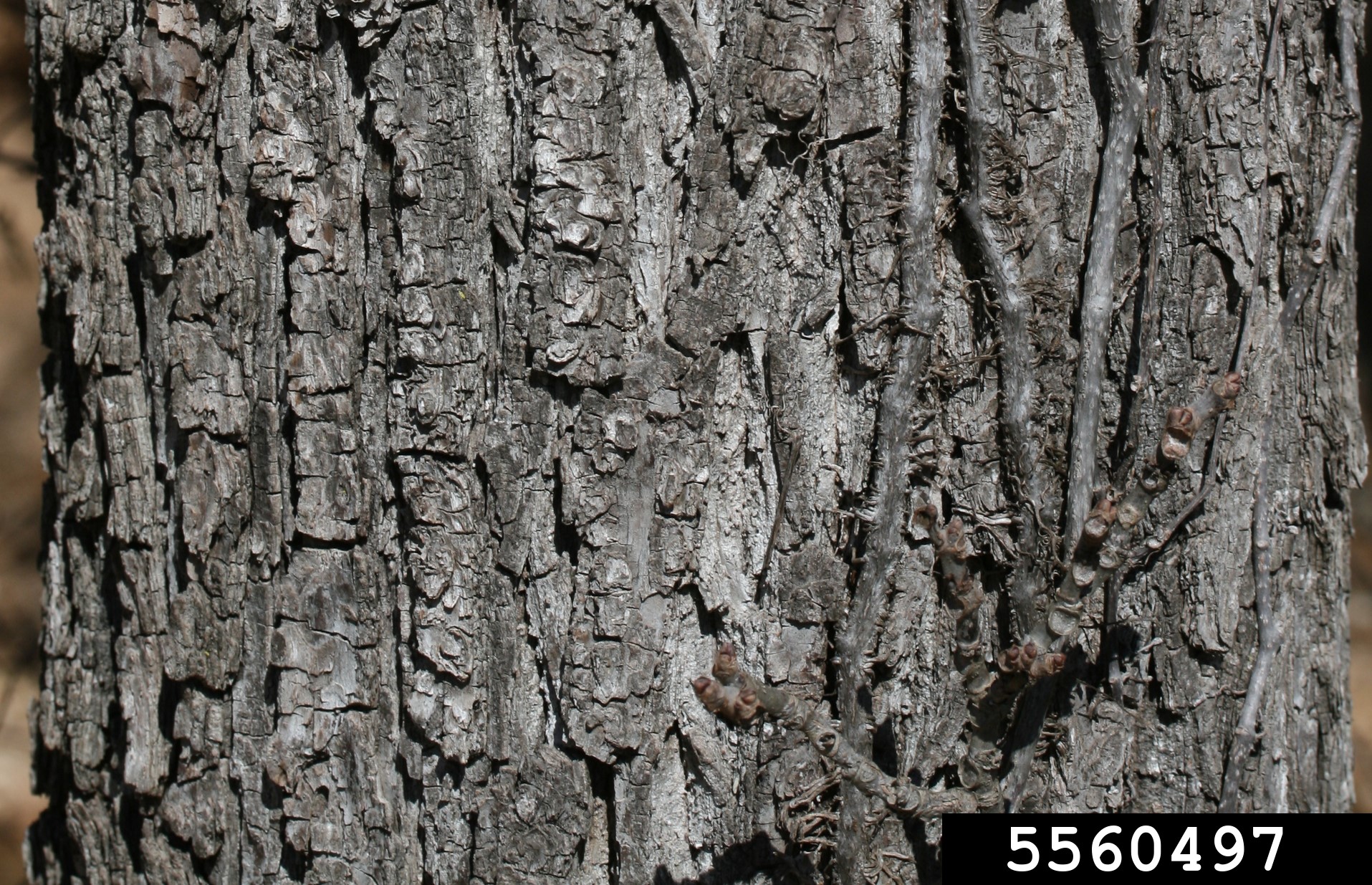 Black walnut bark