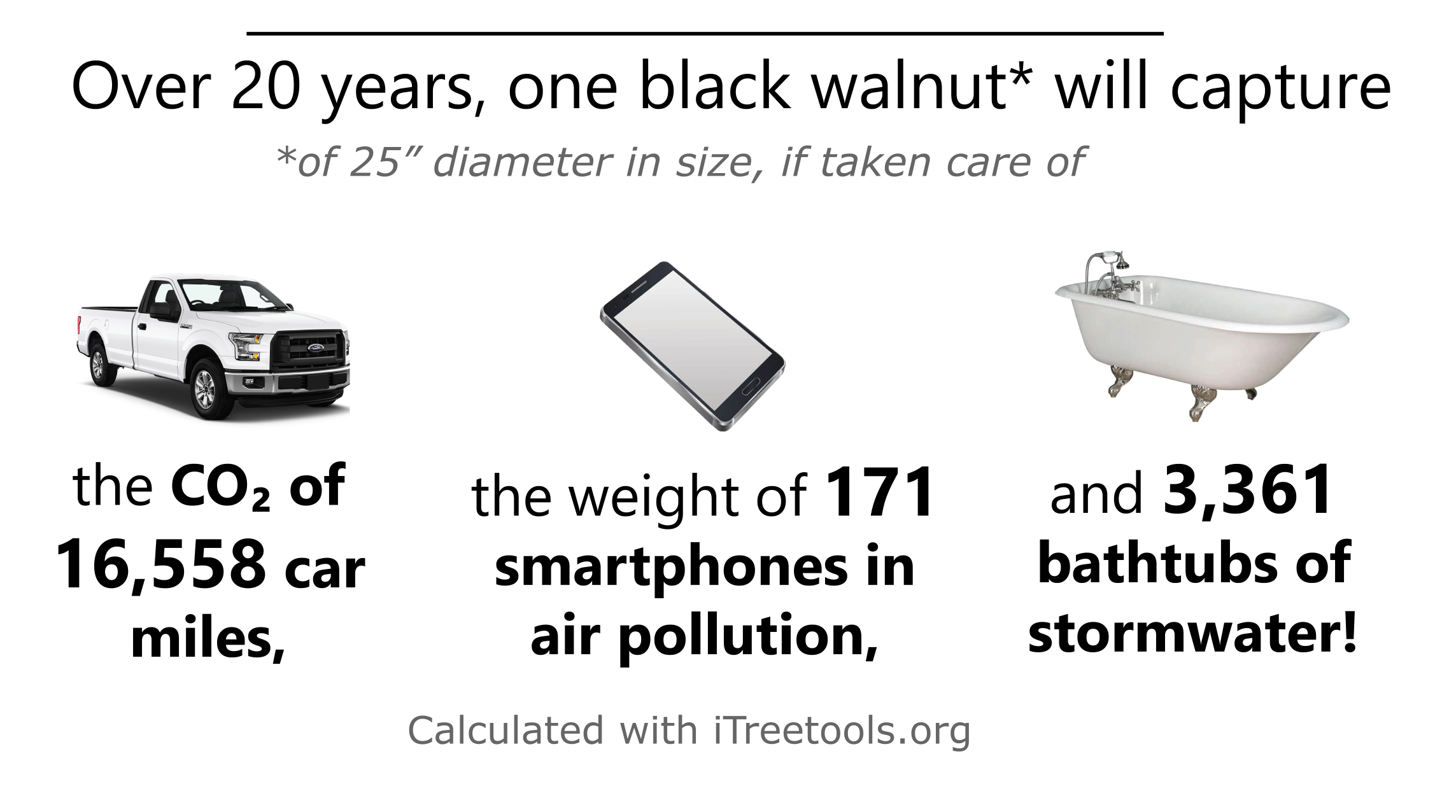 Black walnut ecological benefits