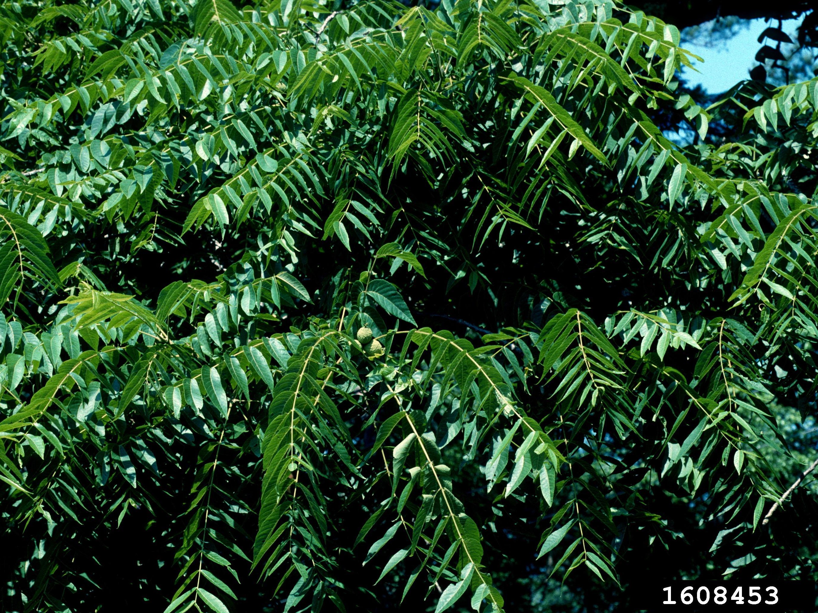 Black walnut tree