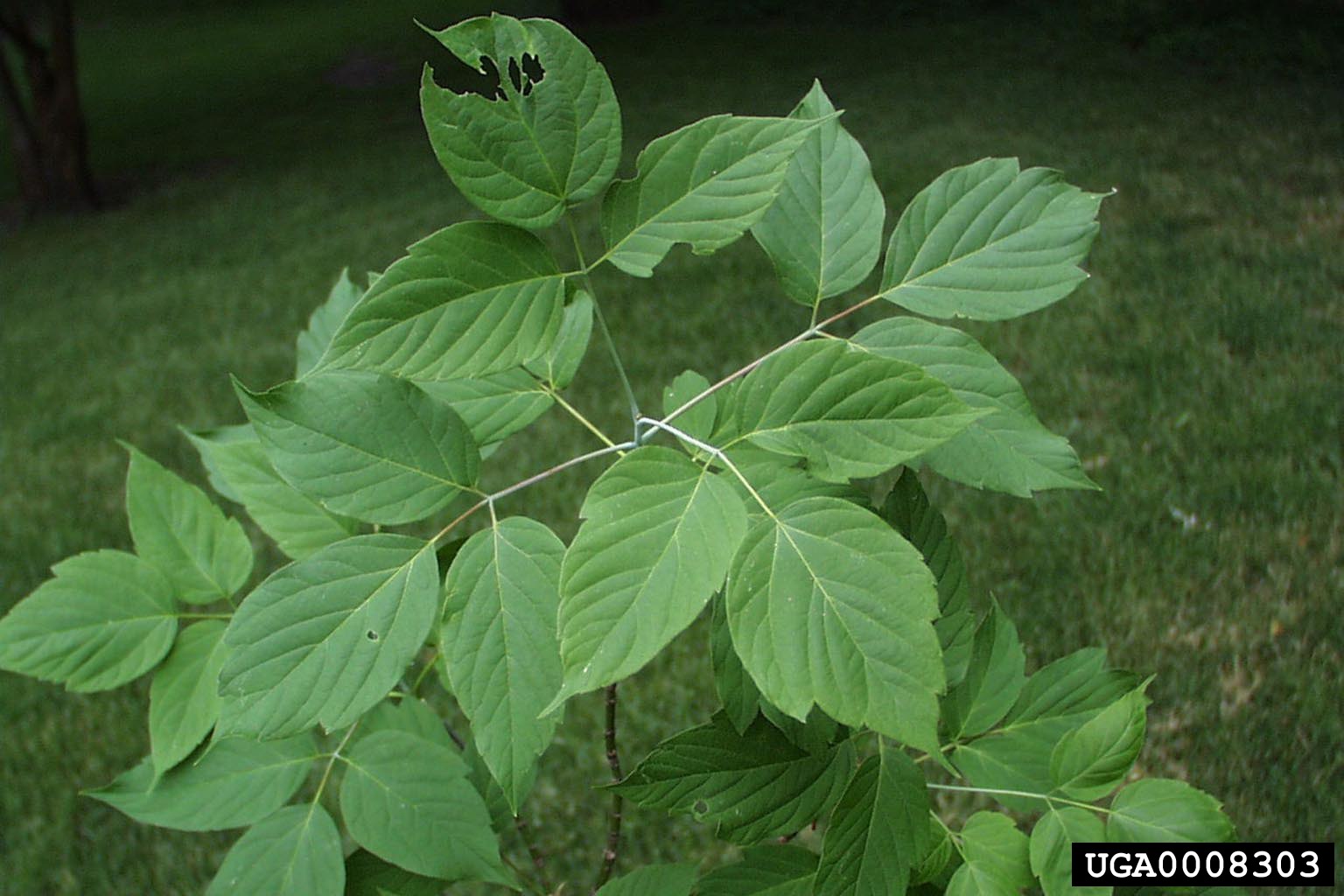 Boxelder leaves