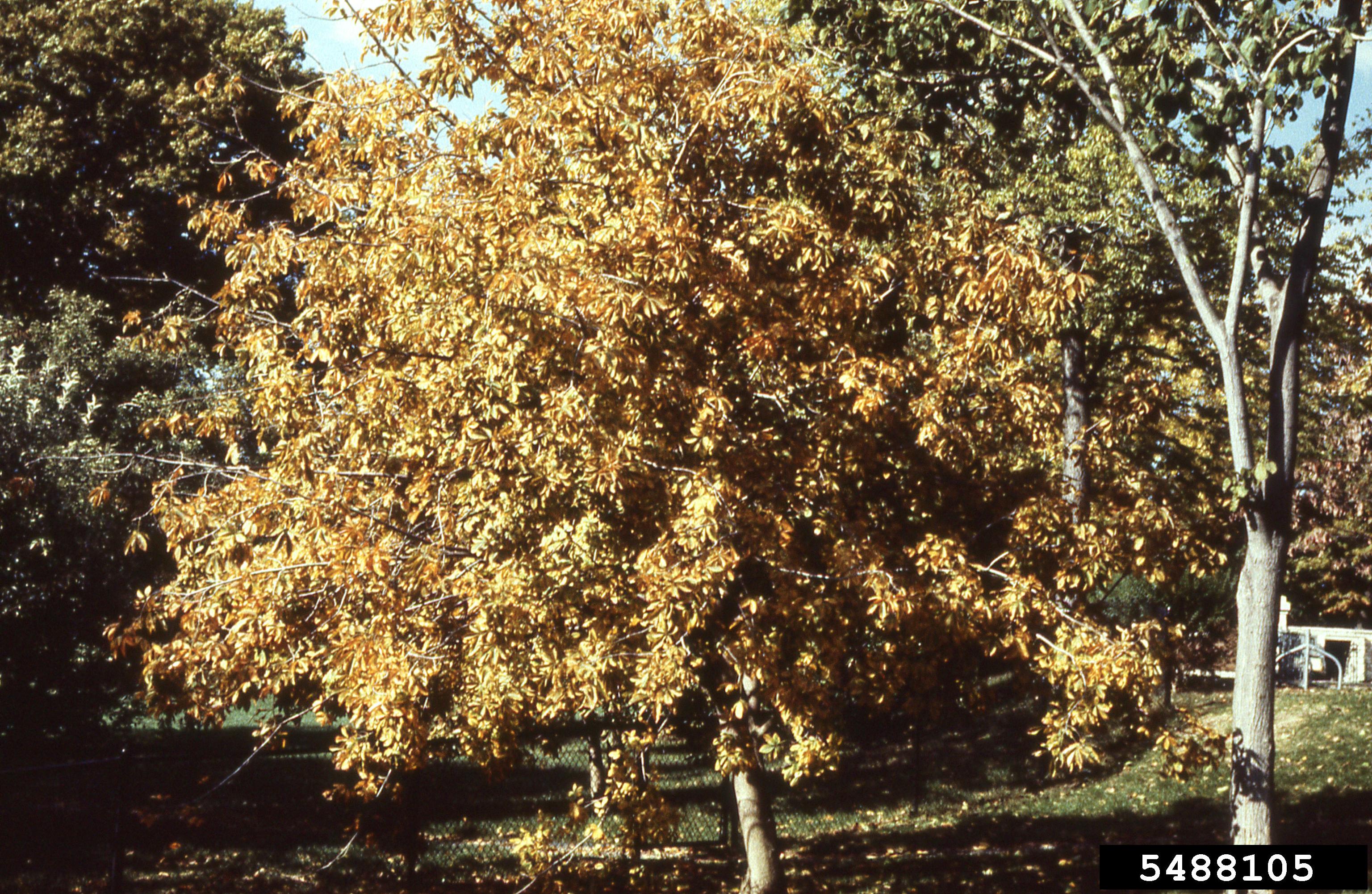 Buckeye tree with fall color