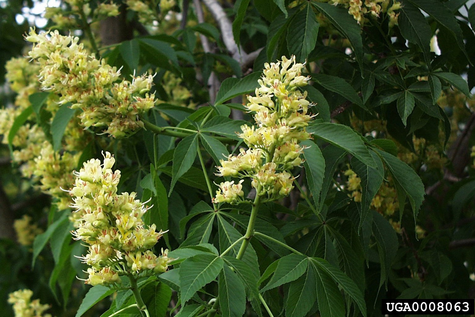 Buckeye leaves and flowers