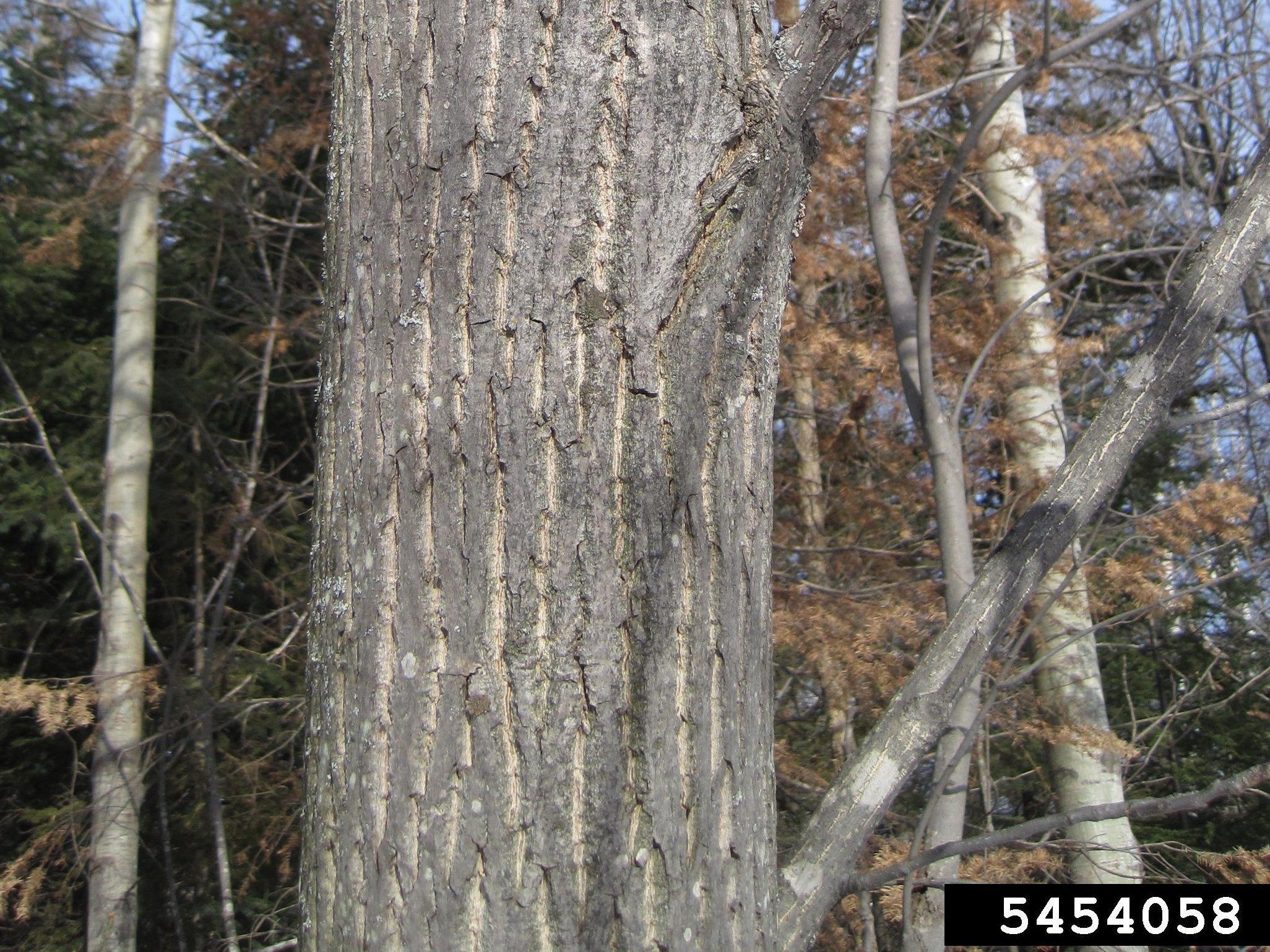 Butternut bark
