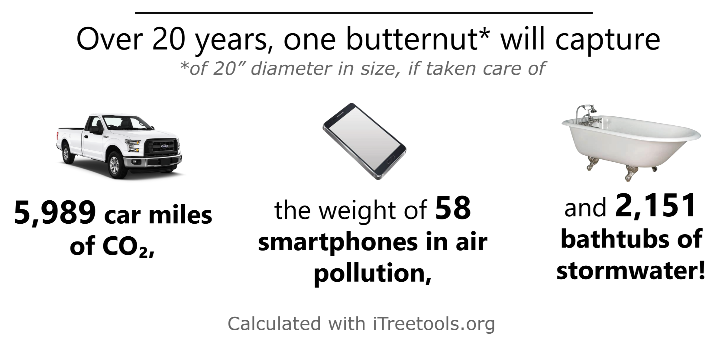 Butternut ecological benefits