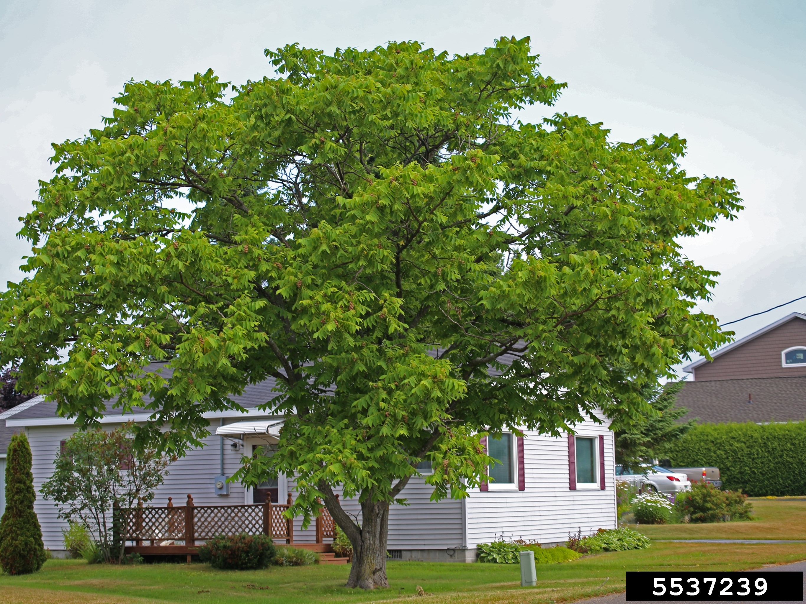 Butternut tree