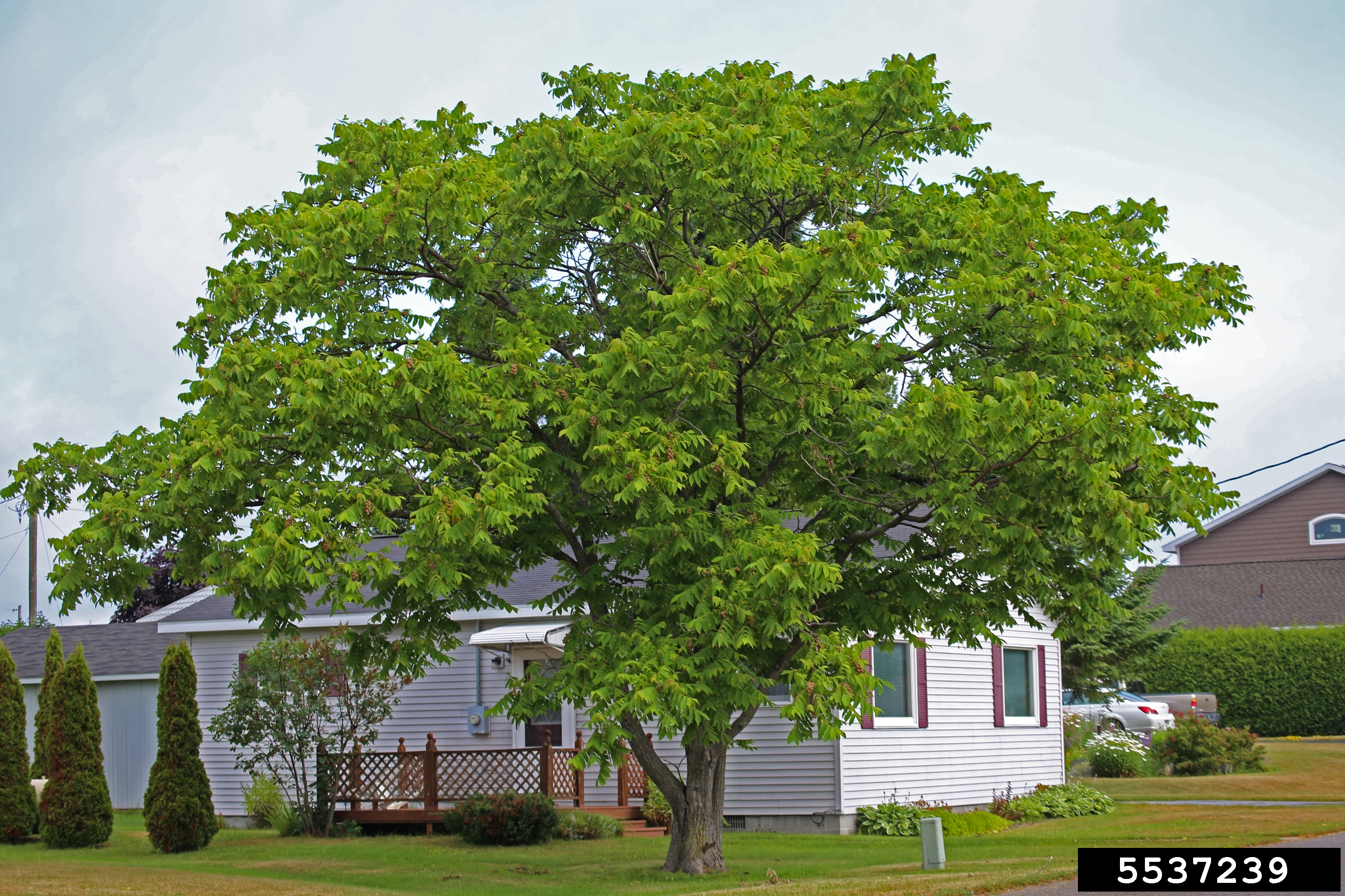 Butternut tree