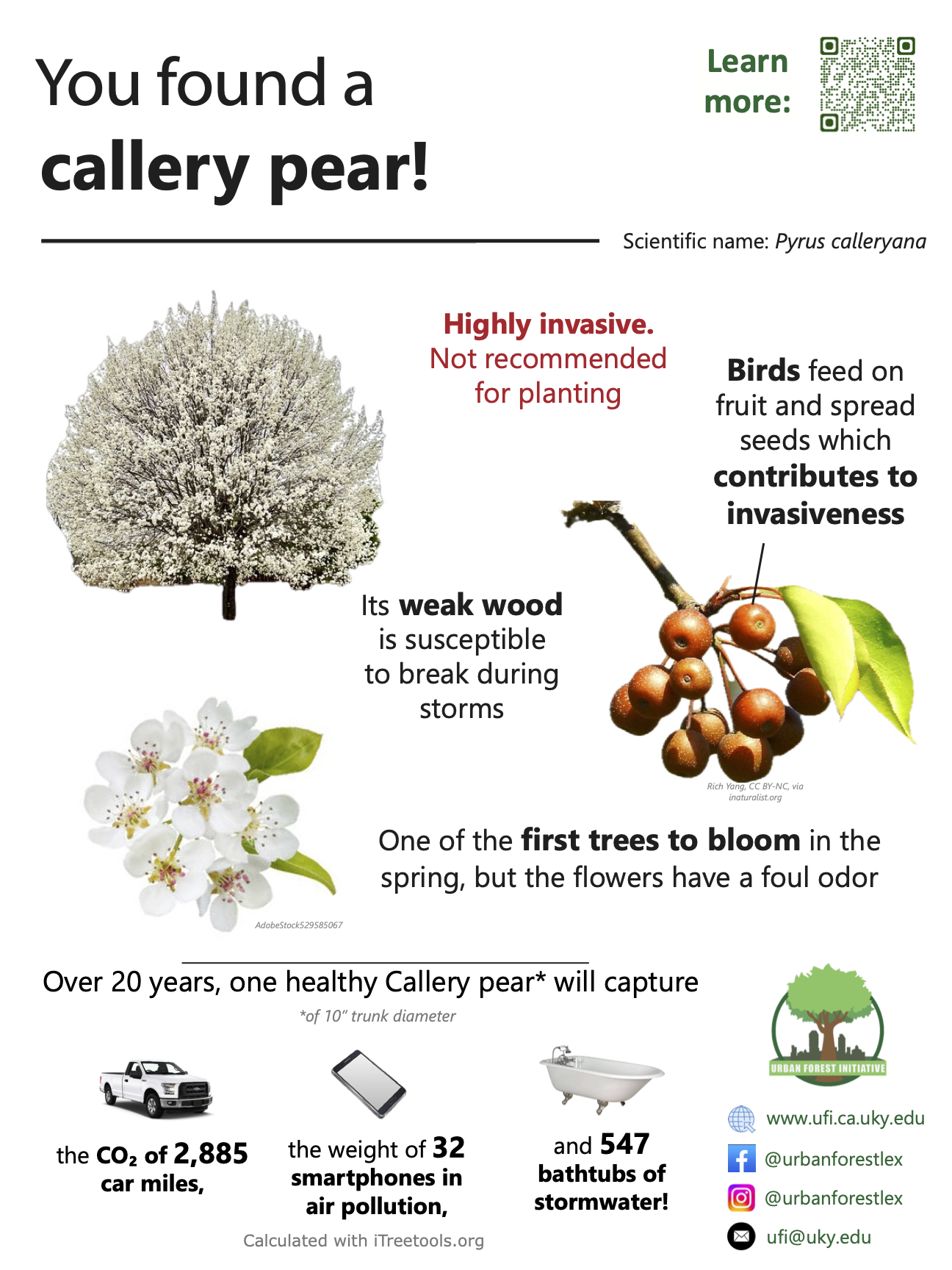 gallery pear sign