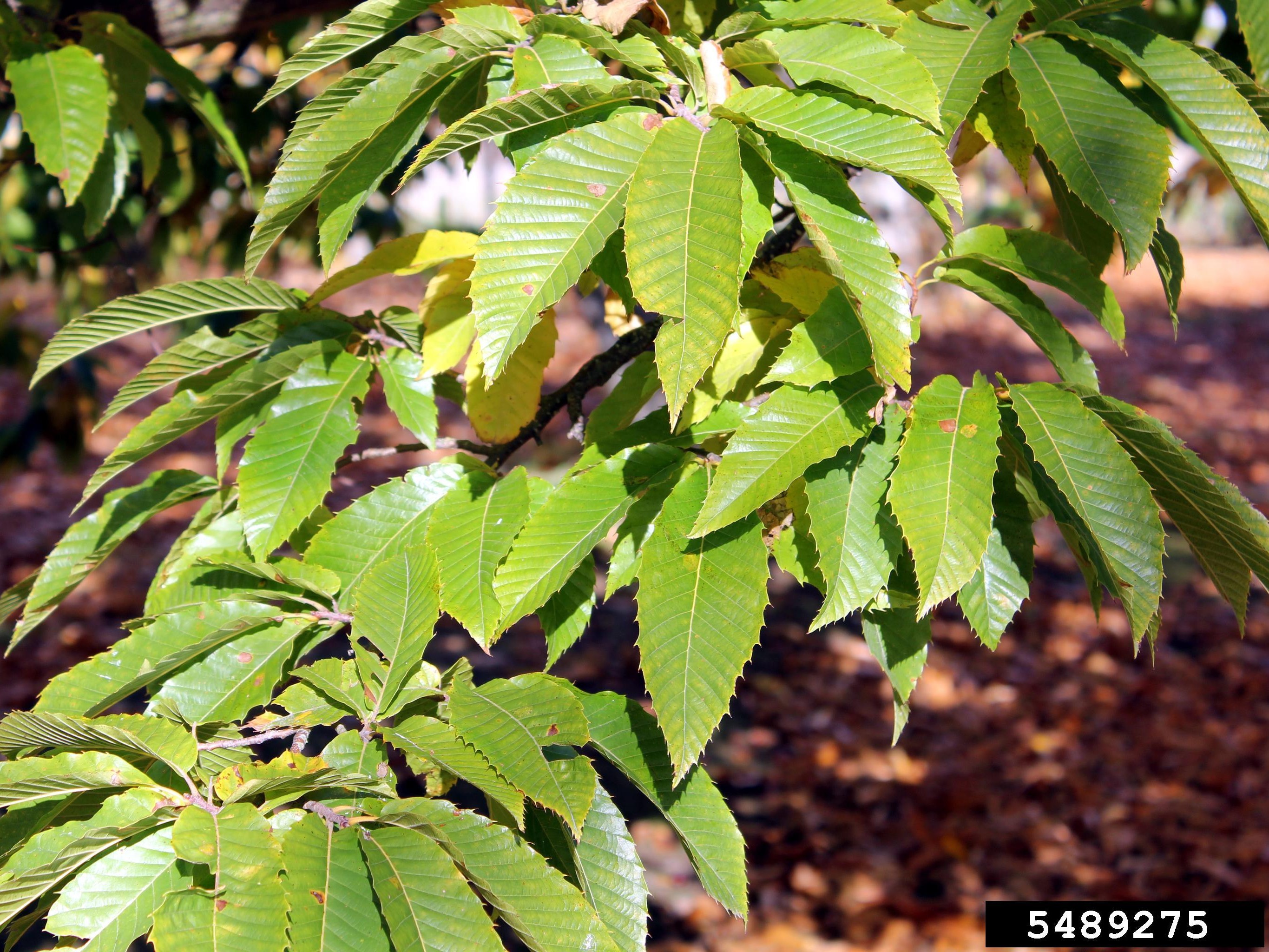 Chinese chestnut leaves