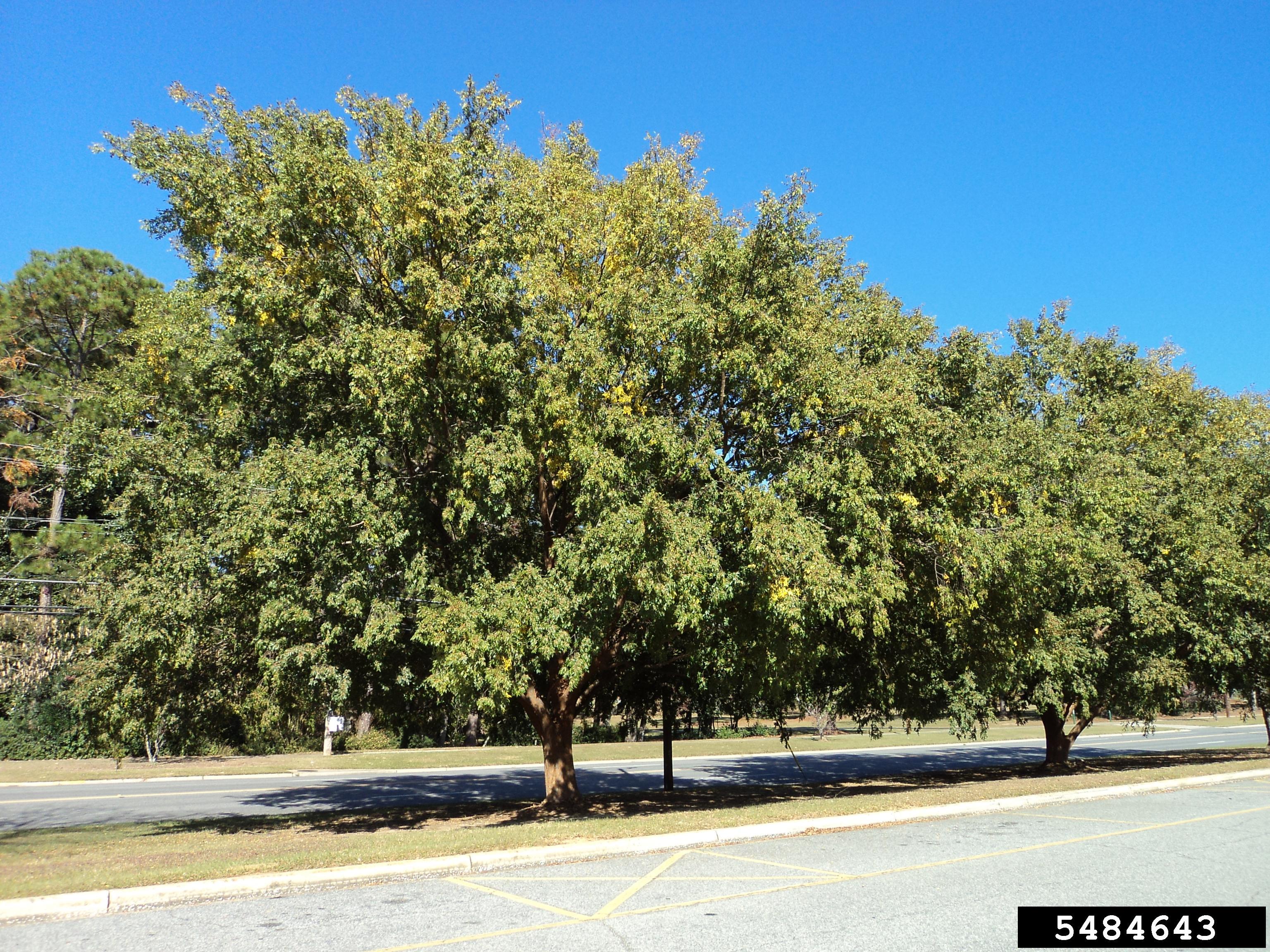 Chinese elm trees