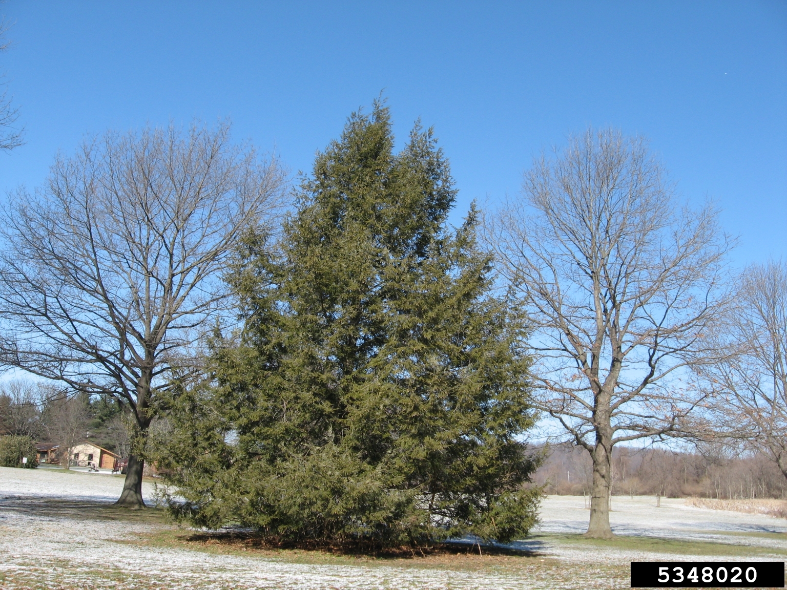 Eastern hemlock tree