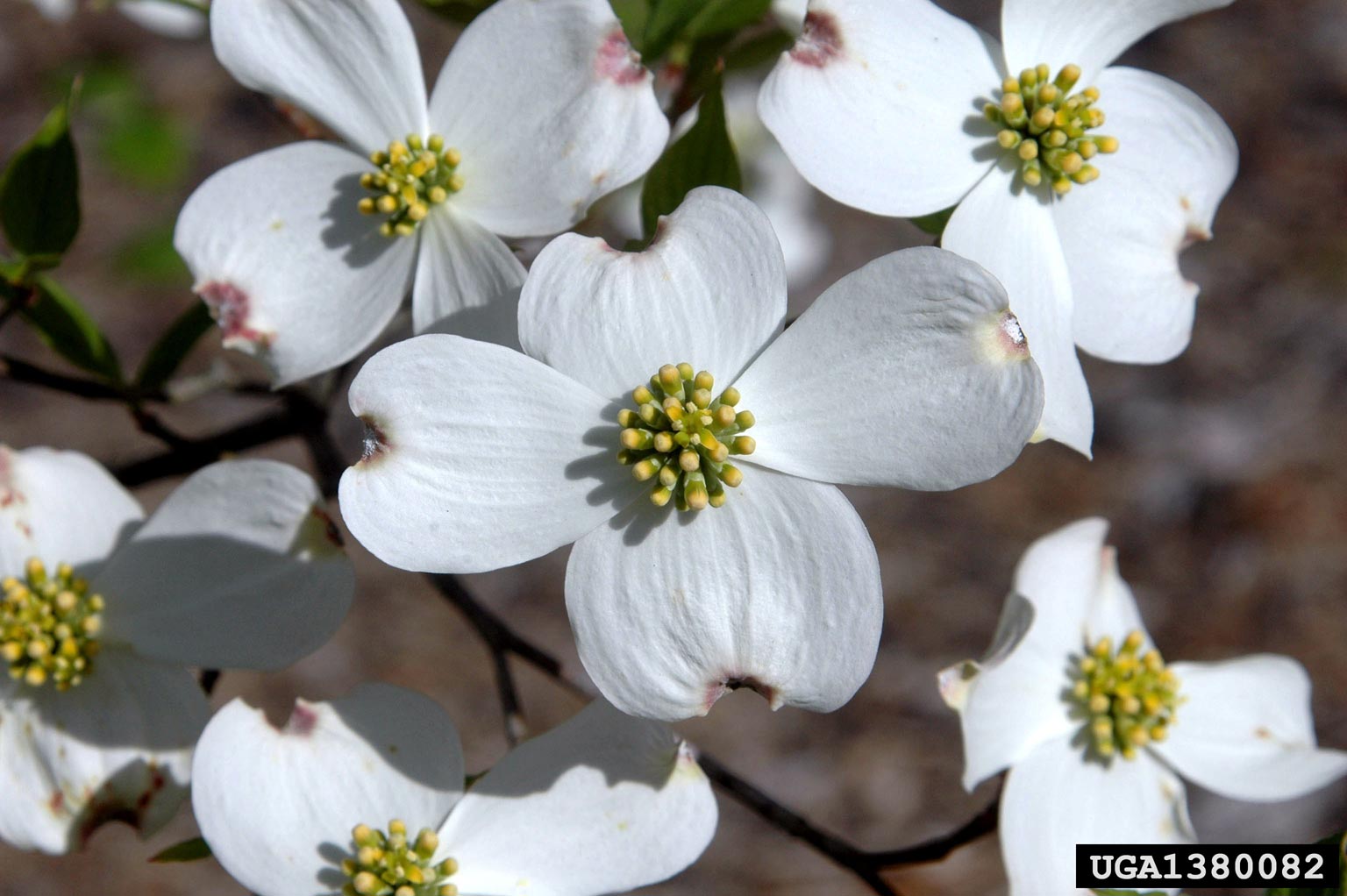 dogwood flowers