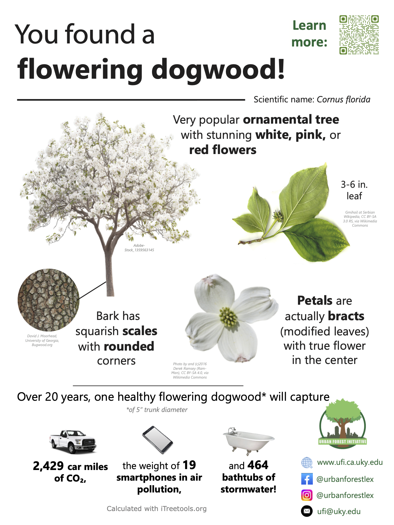 flowering dogwood sign