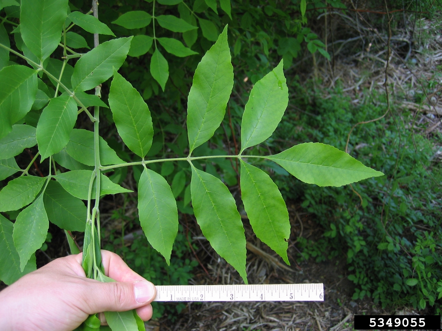 Green ash leaf