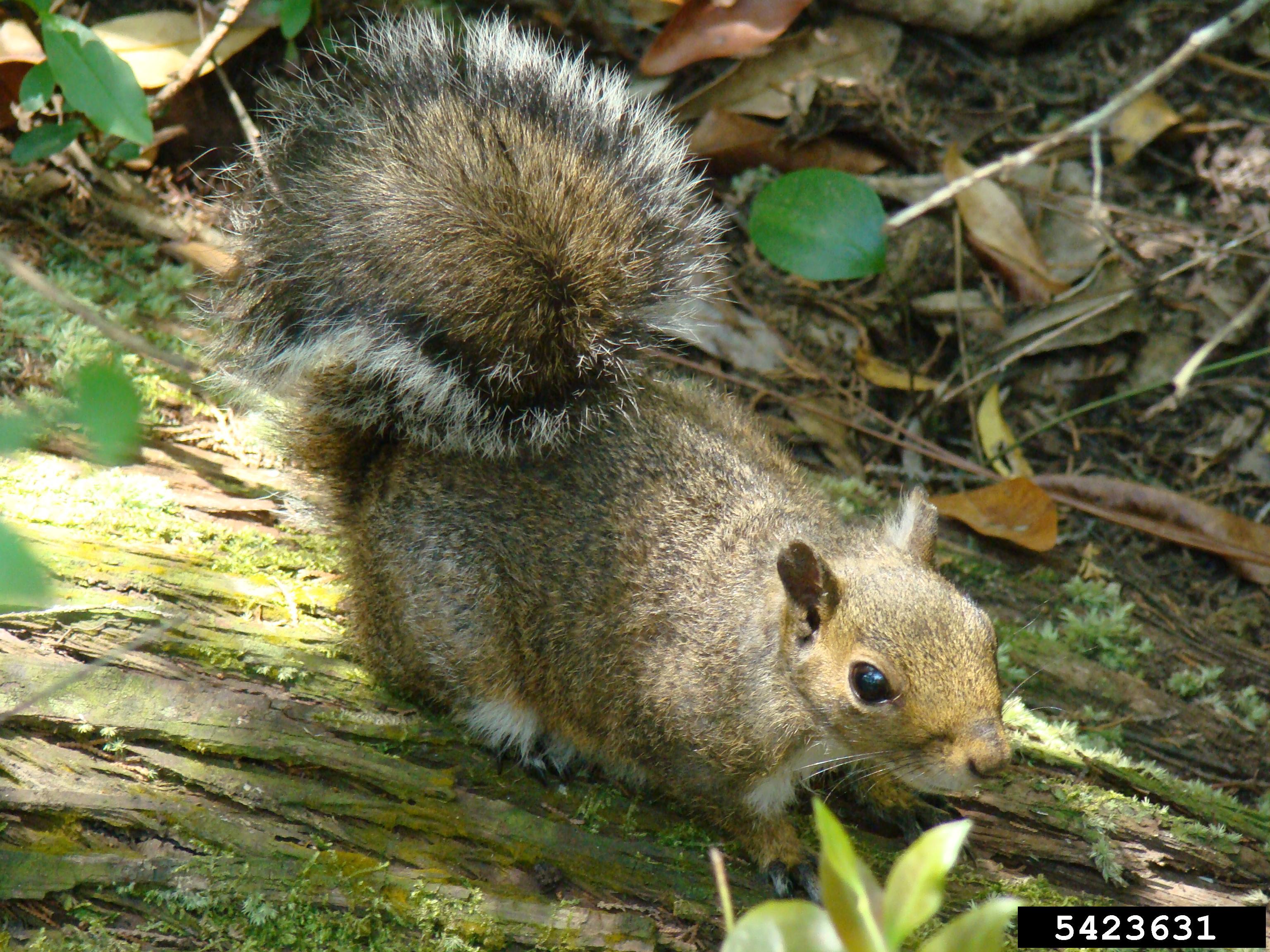 Eastern grey squirrel