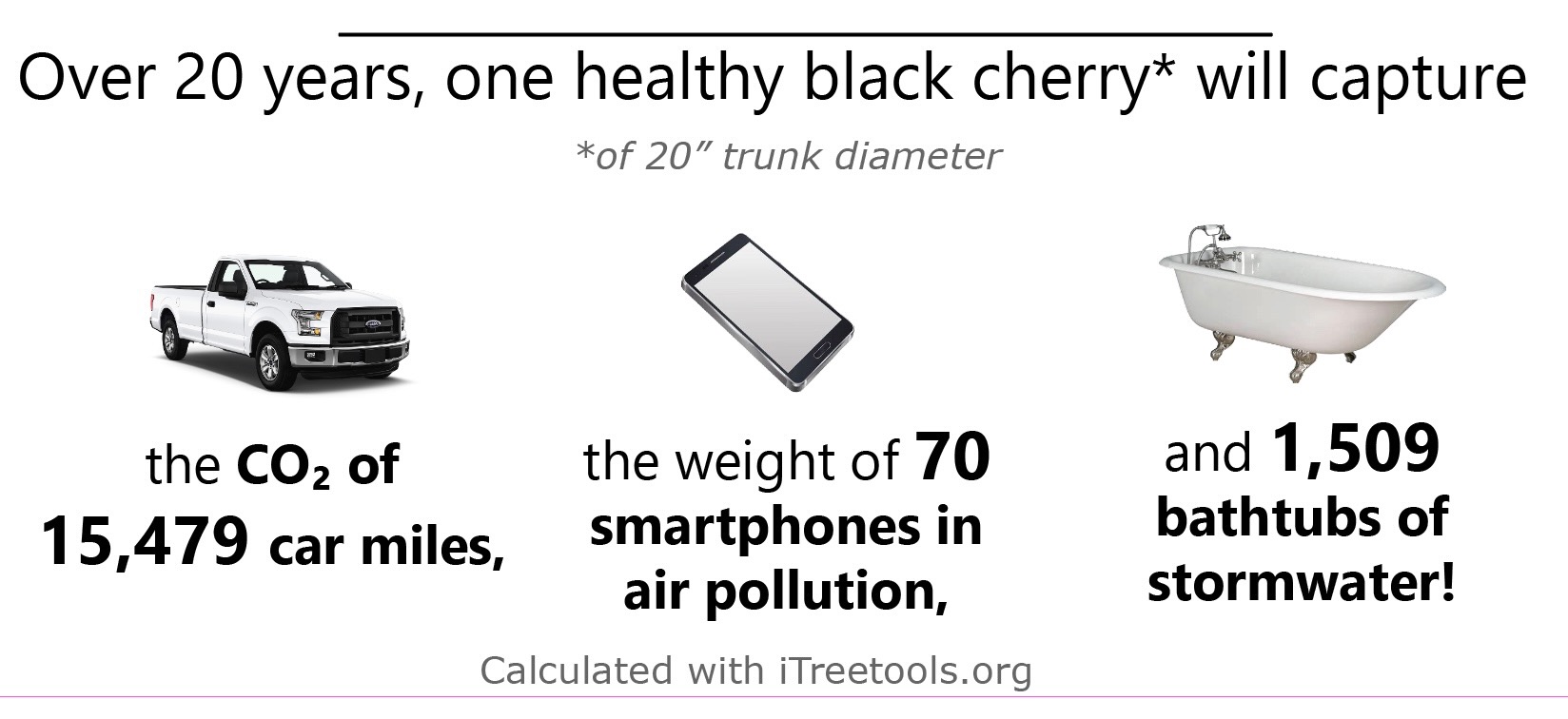 black cherry eco benefits