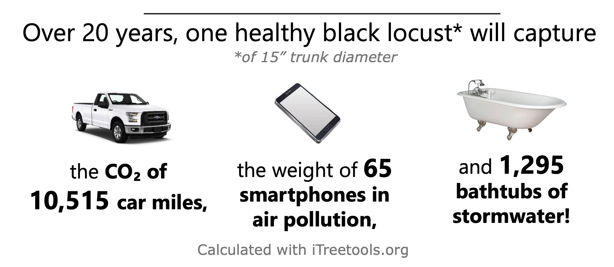 black locust benefits