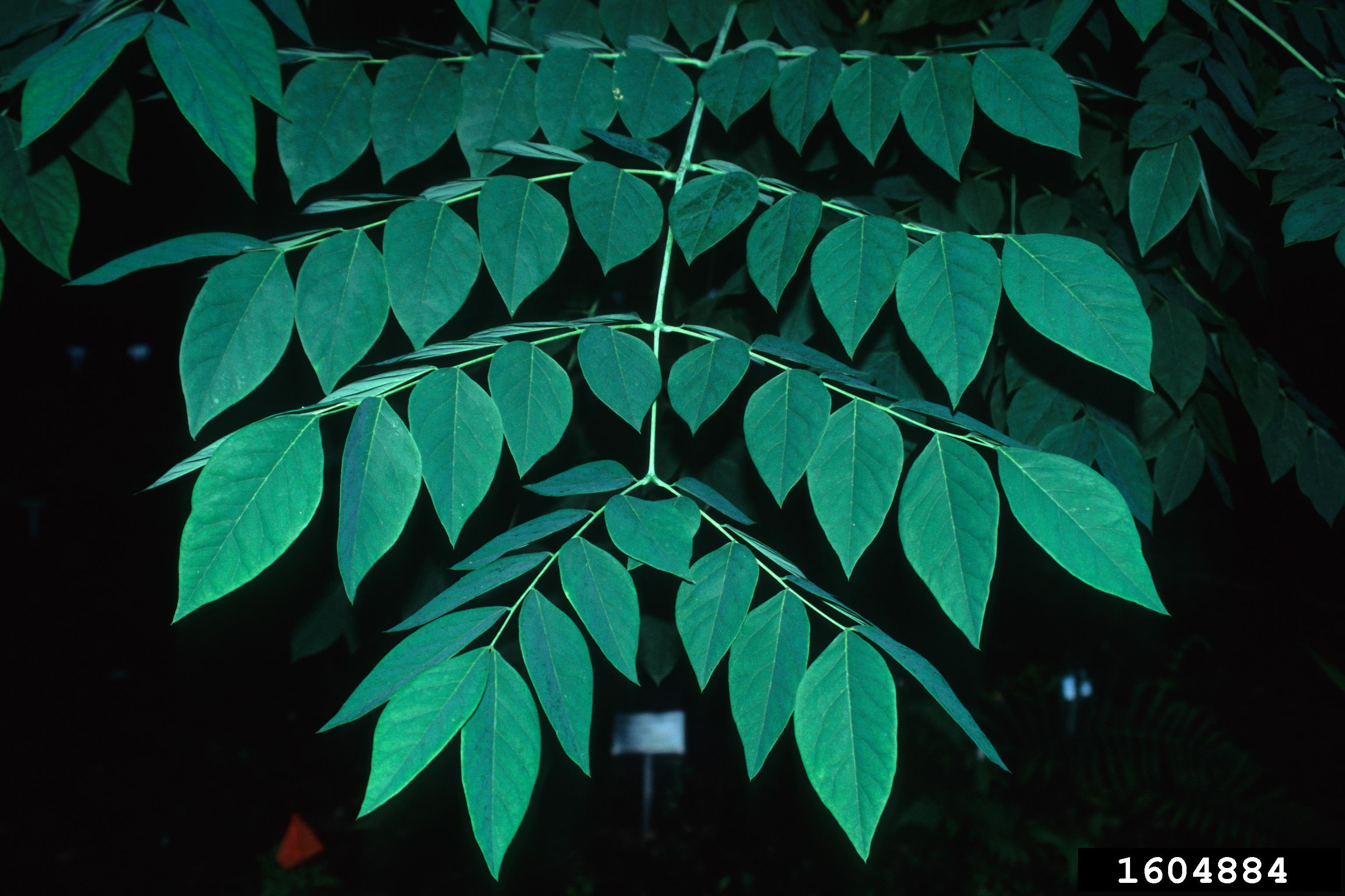 KY coffeetree leaf