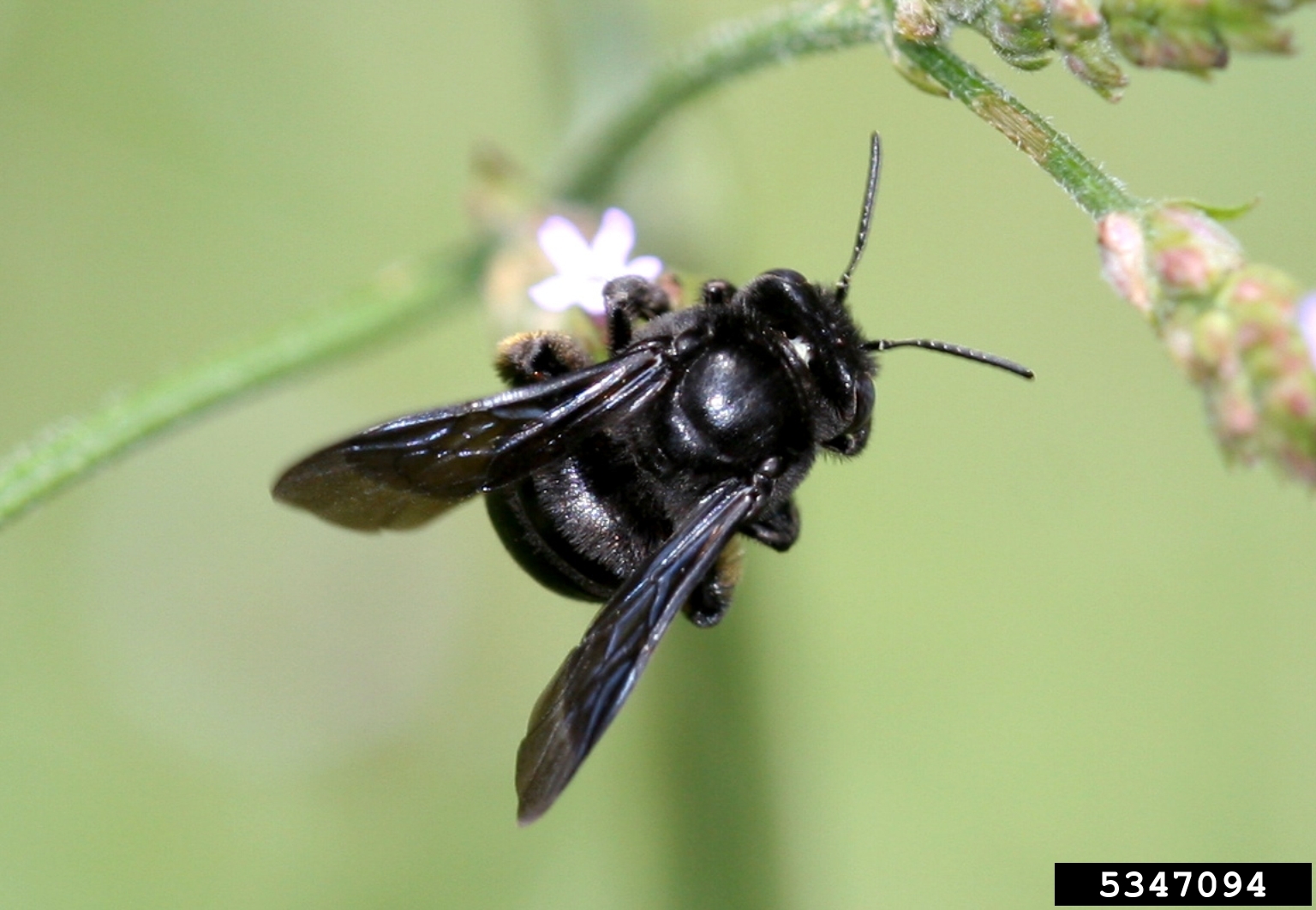 Long horned bee