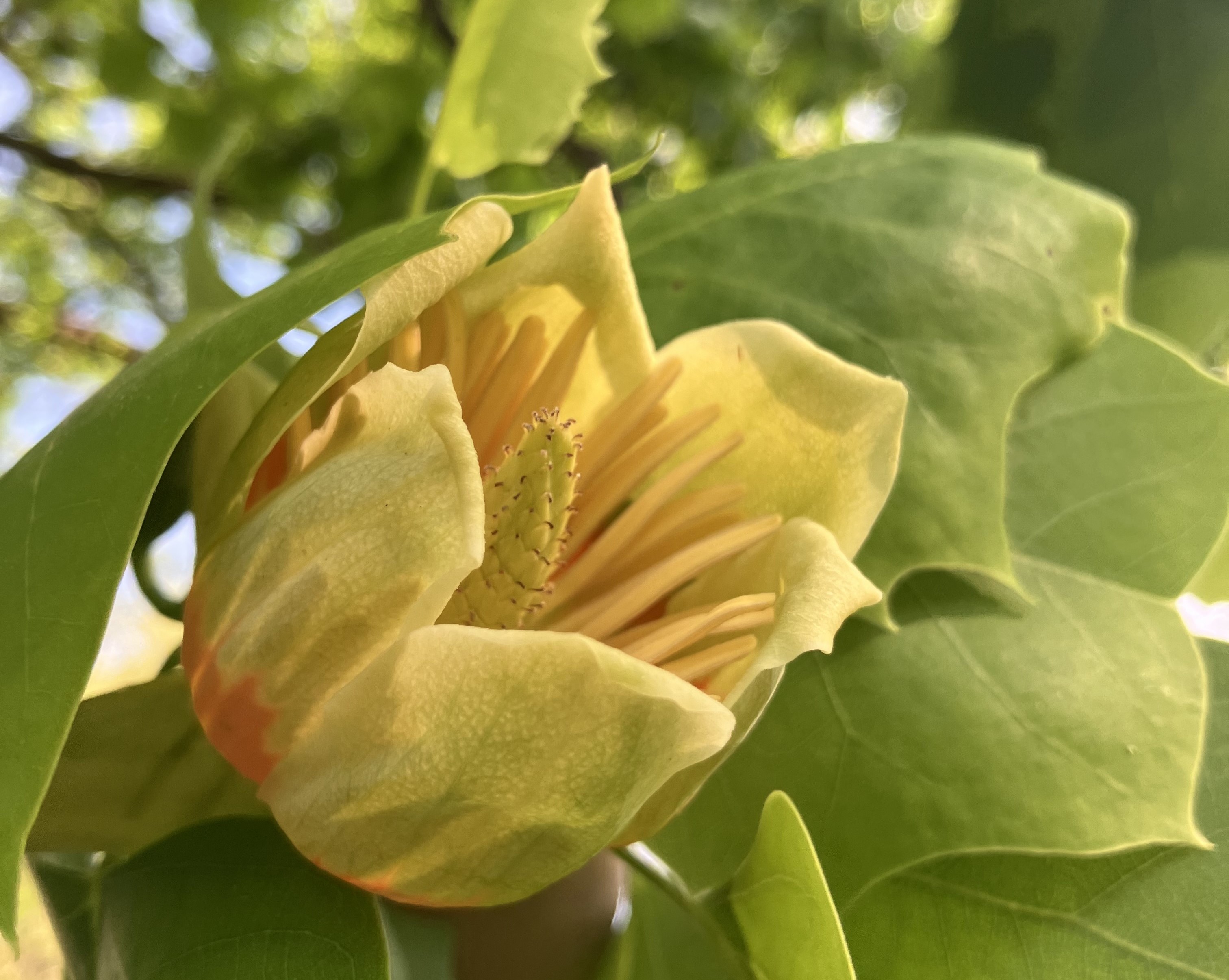 Tulip poplar flower