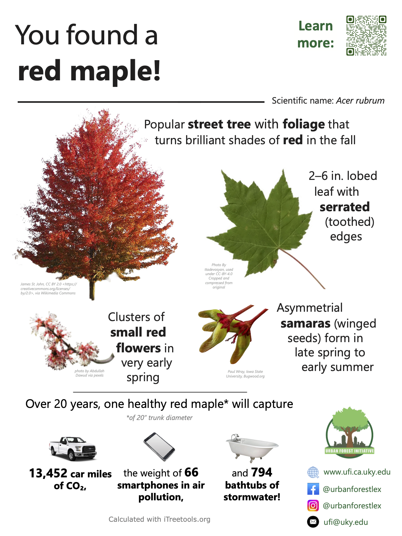 Red maple sign