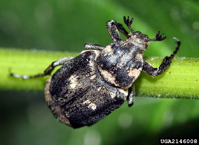 Scarab beetle